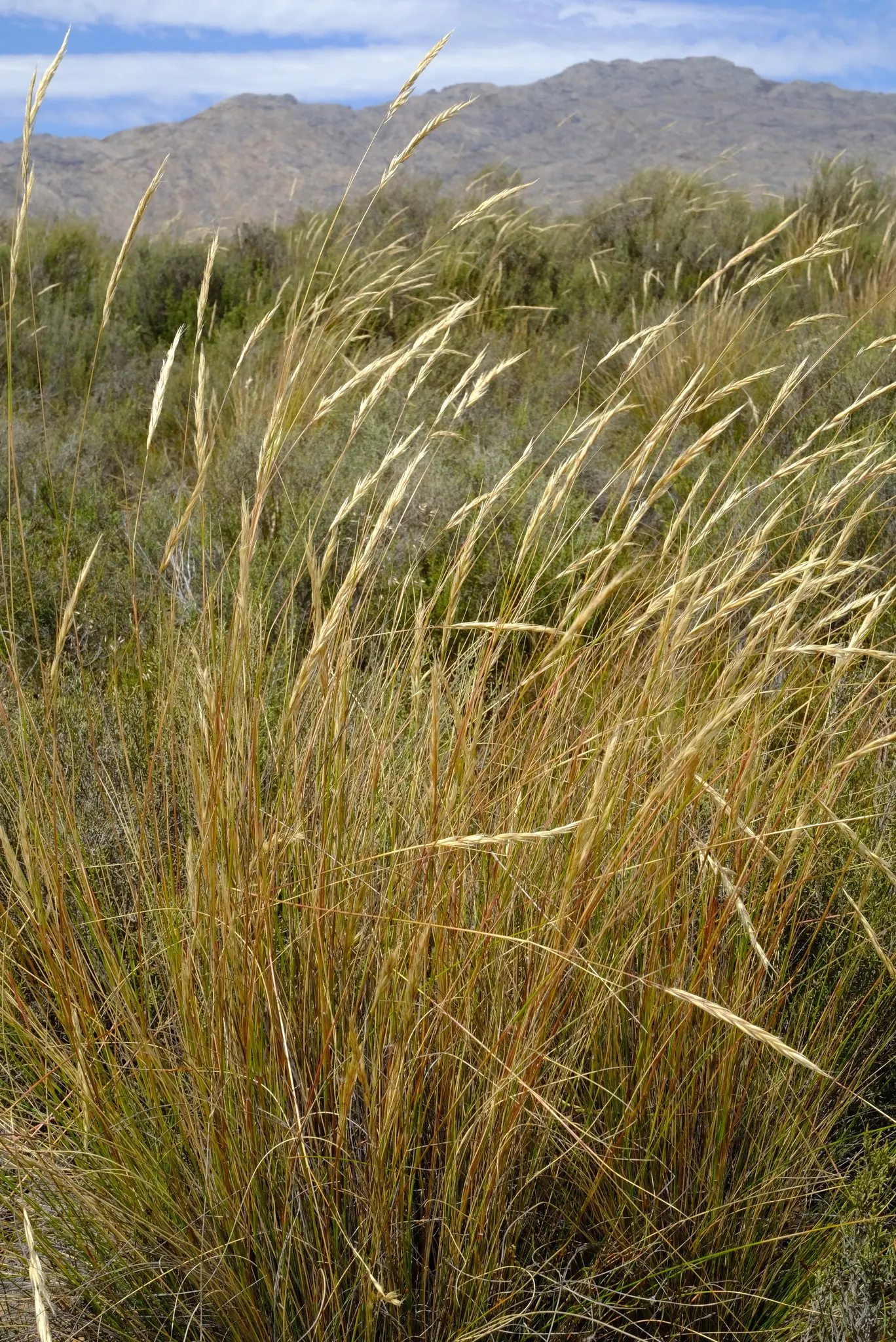 Tussock Sedge (Carex Stricta) — the foliage adorns the landscape with a fine texture; forming dense clumps up to 2-3 ft wide