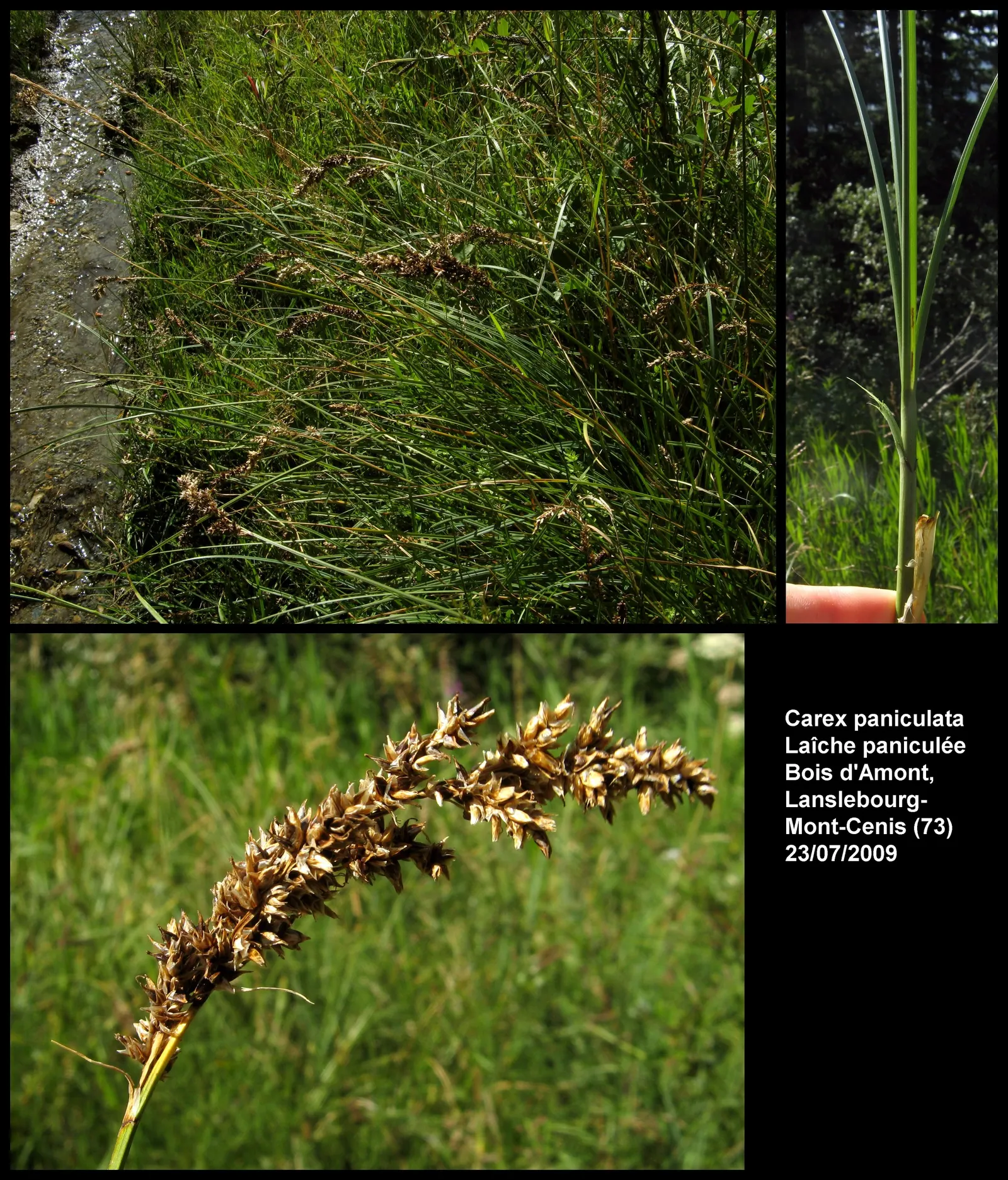 Tussock Sedge (Carex Stricta) — creating habitat for wildlife and preventing soil erosion