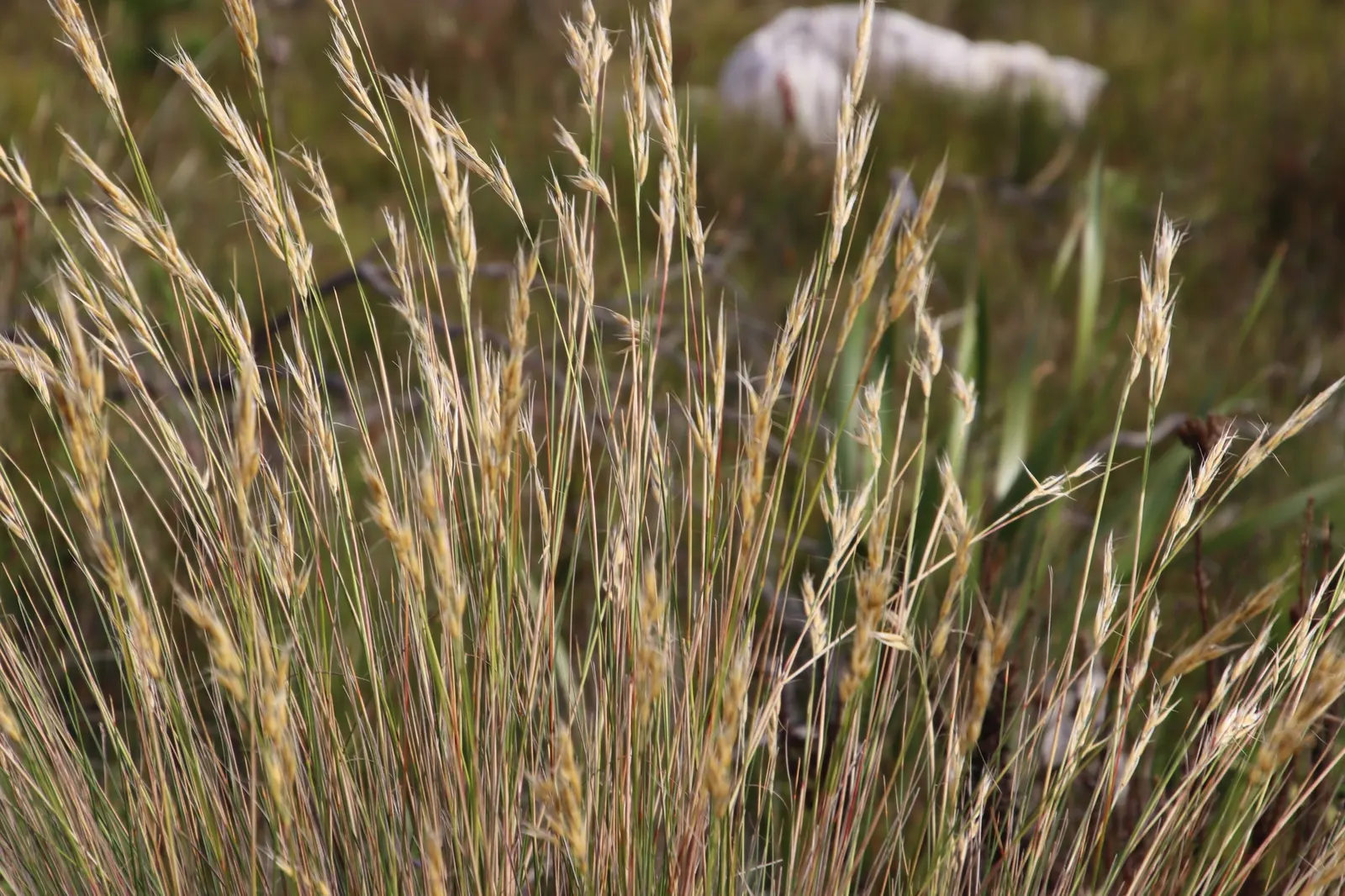 Tussock Sedge (Carex Stricta) — visually appealing ground cover; consider its need for consistent moisture