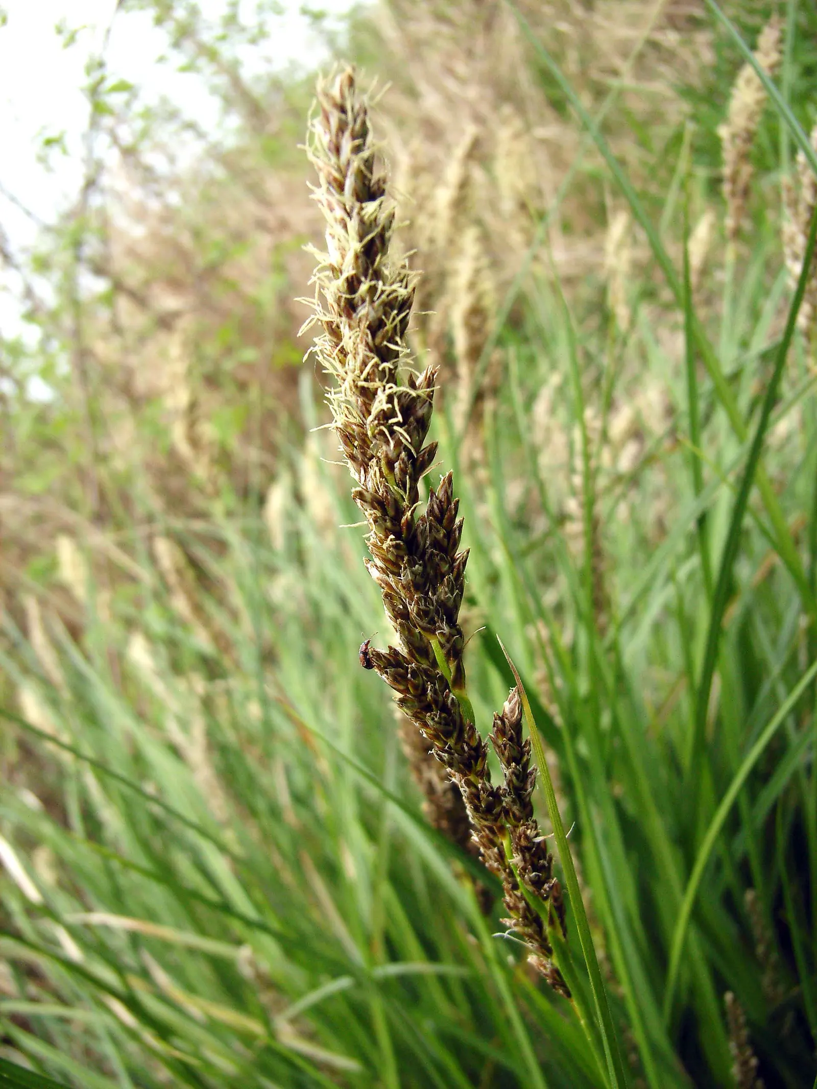Tussock Sedge (Carex Stricta) — creating habitat for wildlife and preventing soil erosion; presents a unique textural element to wetland-inspired landscape