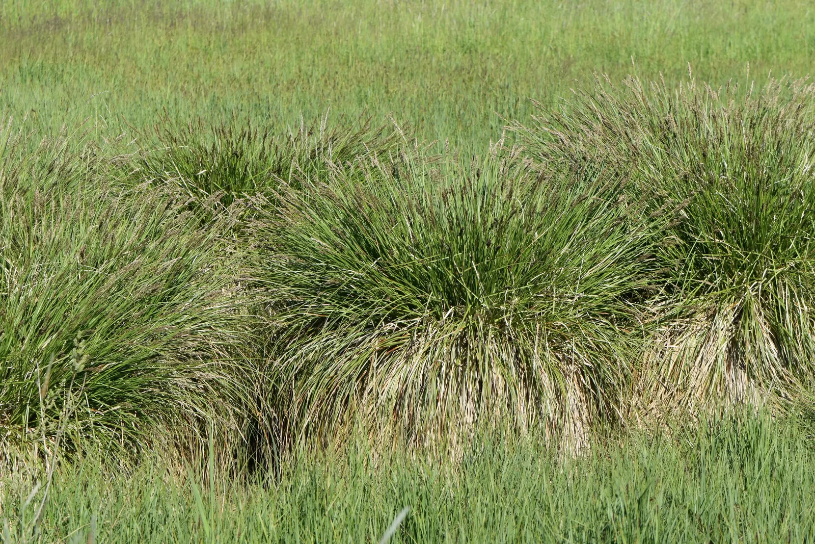 Tussock Sedge (Carex Stricta) — Tussock Sedge (Carex stricta); the plant flourishes in full to partial sun, making it a flexible choice for varying, image 69