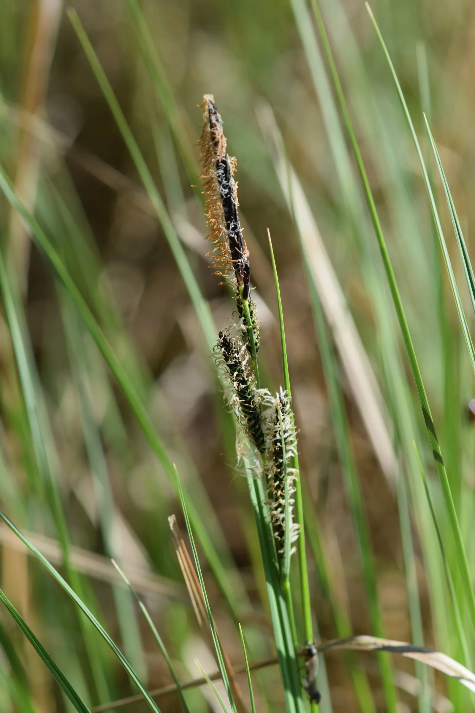 Tussock Sedge (Carex Stricta) — commonly known as Tussock Sedge; the inconspicuous greenish-brown flower spikes appear in late spring