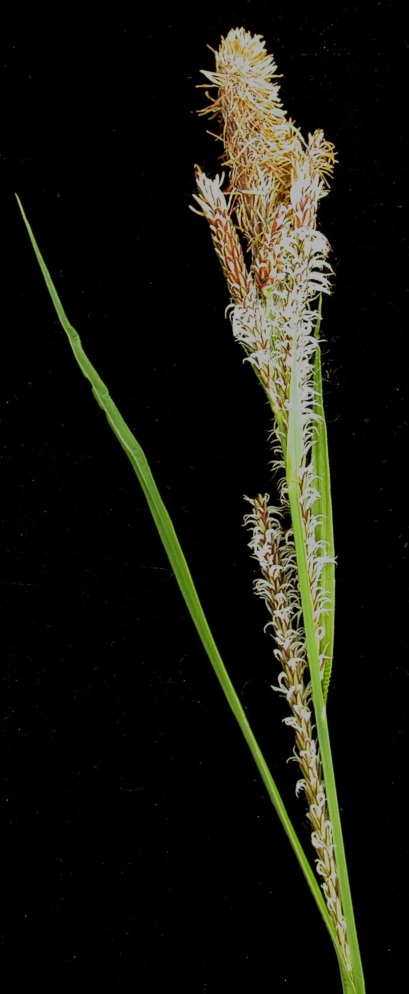 Tussock Sedge (Carex Stricta) — Characterized by its dense; red flowers in the garden, image 102