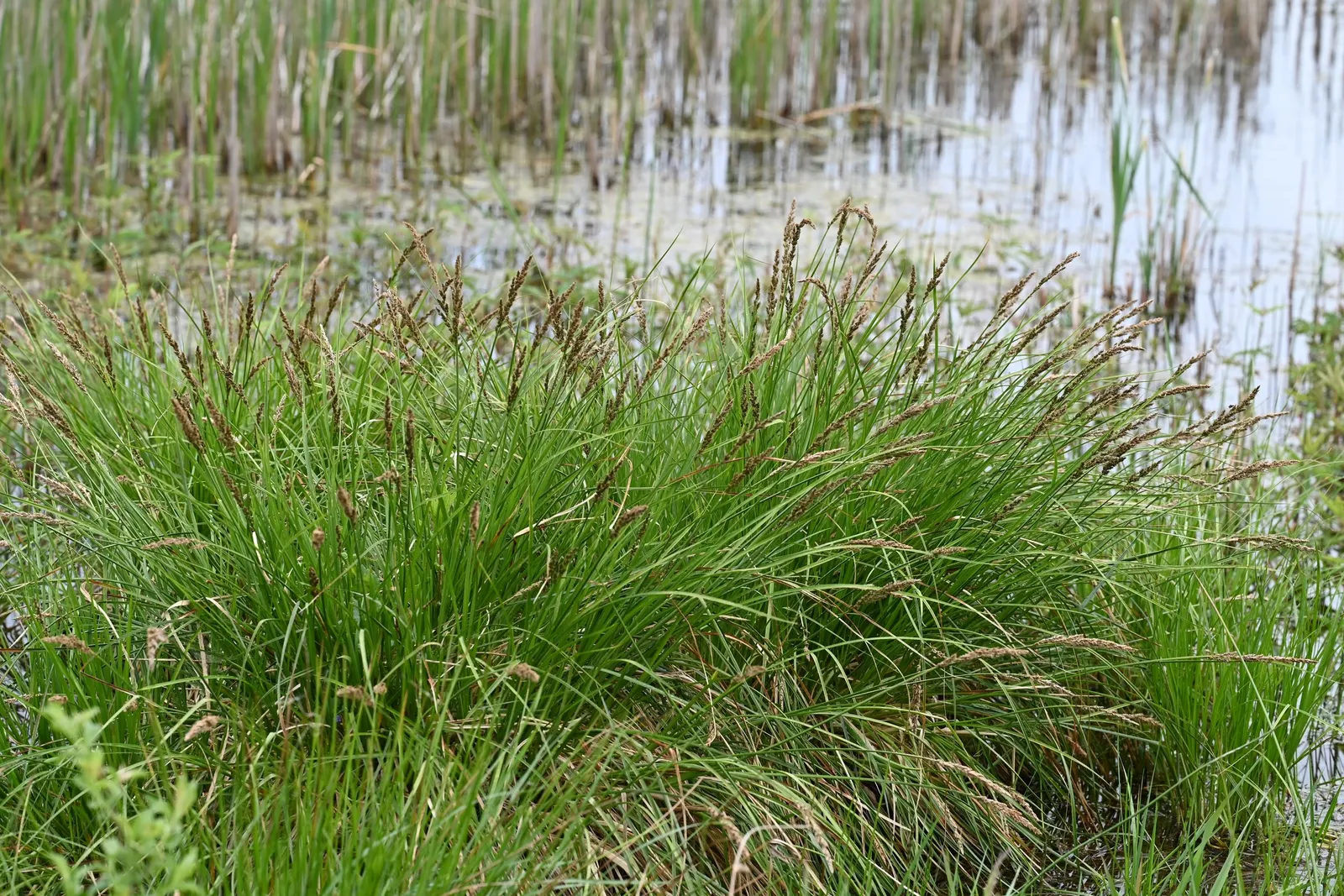 Tussock Sedge (Carex Stricta) — Tussock Sedge is hardy and adaptable to a range of moist to wet soil conditions; ensuring a low-maintenance, image 79