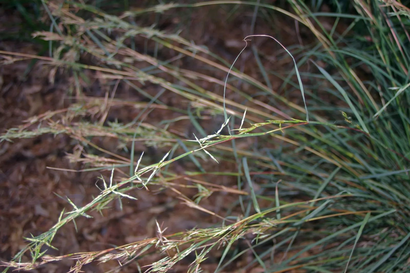 Tussock Sedge (Carex Stricta) — Carex stricta forms distinctive tussocks; this hardy perennial prefers full sun to part shade and is ideal for rain, image 72