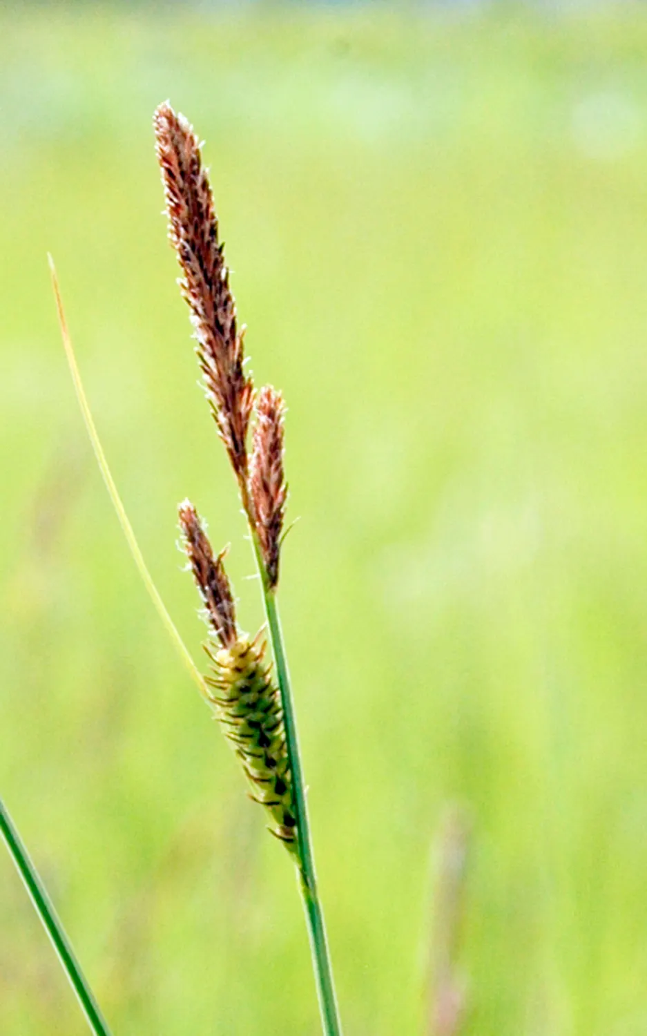 Tussock Sedge (Carex Stricta) — Tussock Sedge is hardy and adaptable to a range of moist to wet soil conditions; ensuring a low-maintenance presence in the