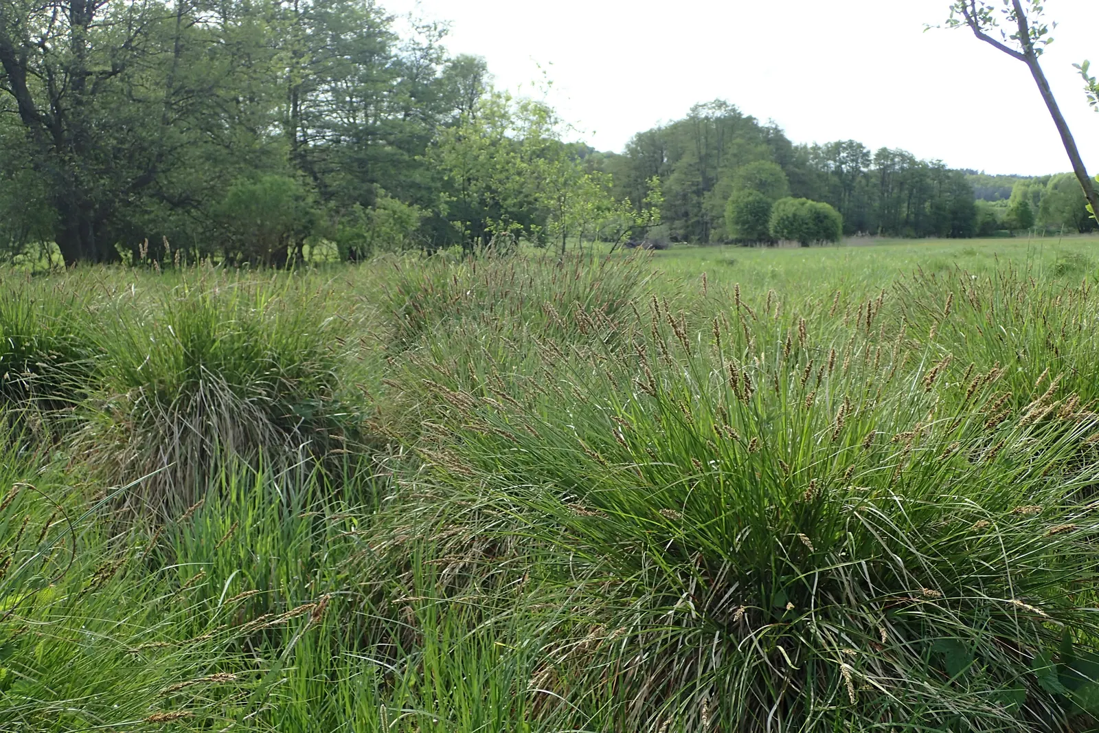 Tussock Sedge (Carex Stricta) — or naturalized areas near ponds and streams.<br><br>During the late spring; creating habitat for wildlife and preventing soil
