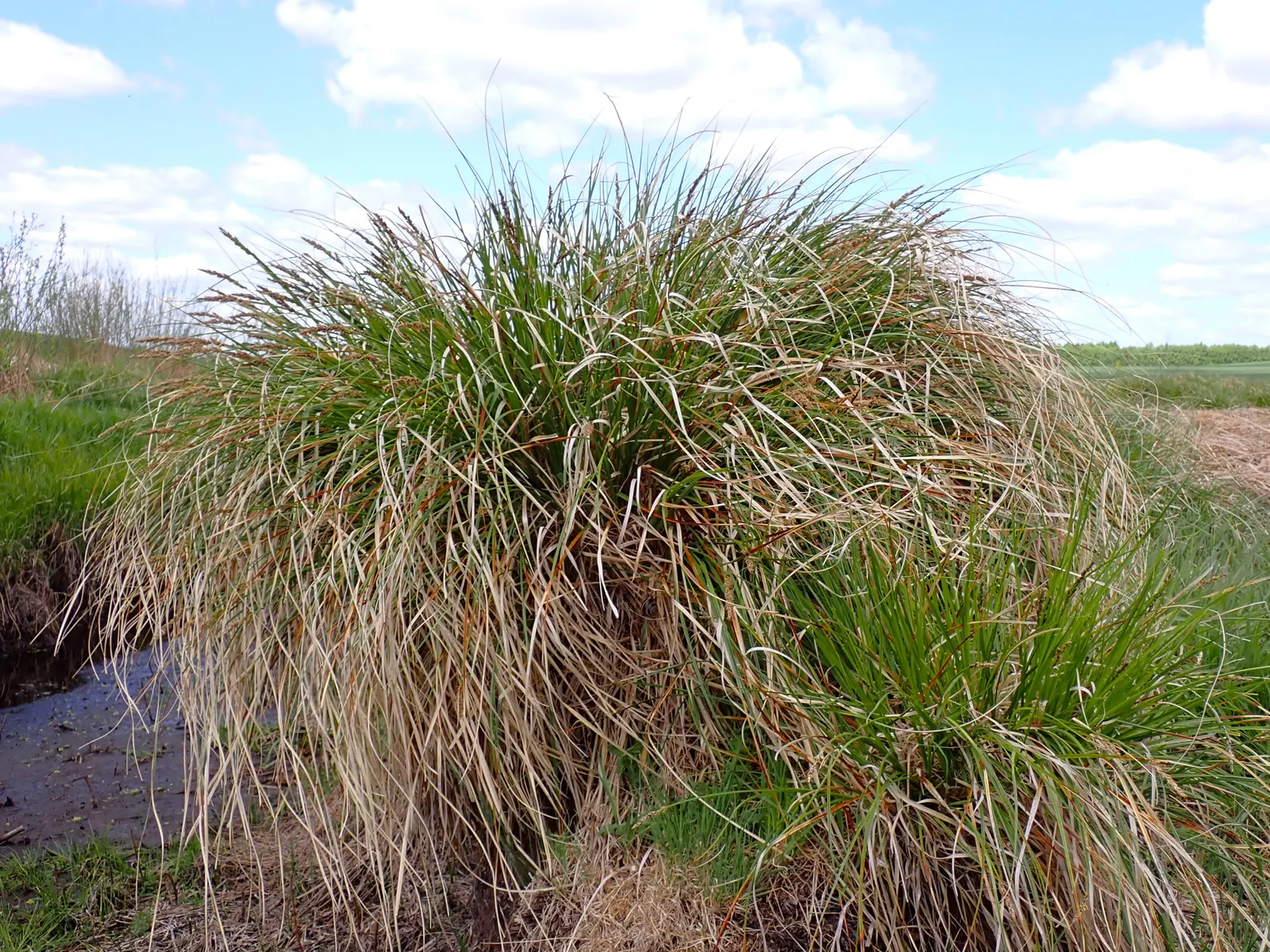 Tussock Sedge (Carex Stricta) — presents a unique textural element to wetland-inspired landscape designs; this sedge is typically free from serious pests or