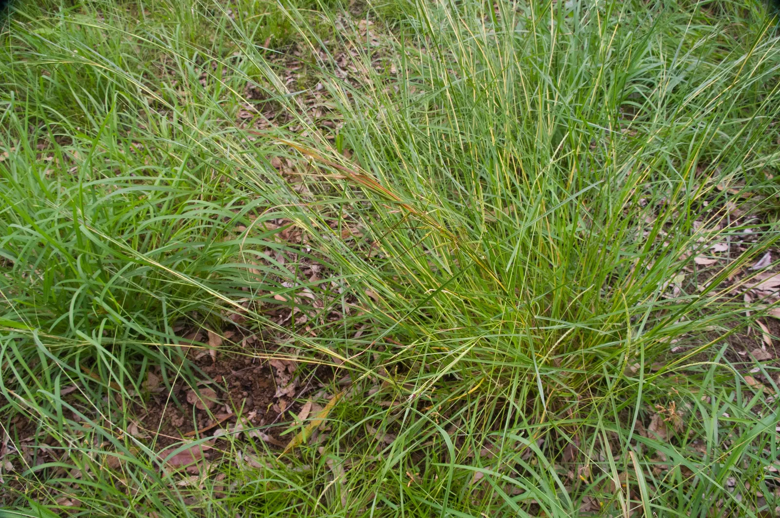 Tussock Sedge (Carex Stricta) — presents a unique textural element to wetland-inspired landscape designs