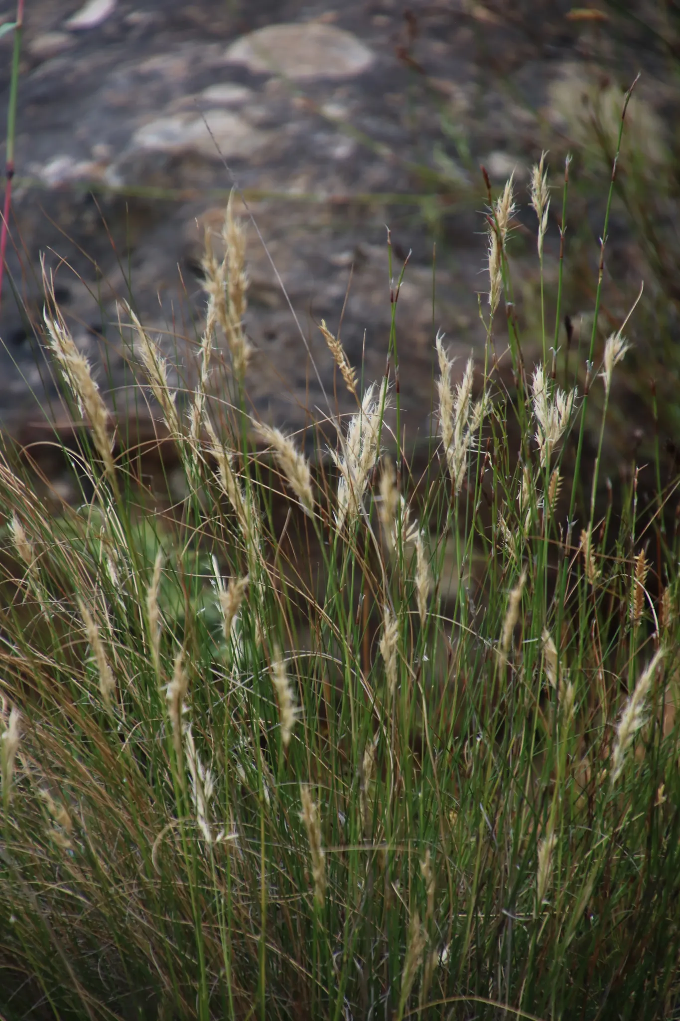 Tussock Sedge (Carex Stricta) — which can reach heights of 1-2 feet with a comparable spread; these tussocks offer elevated platforms for a variety, image 73