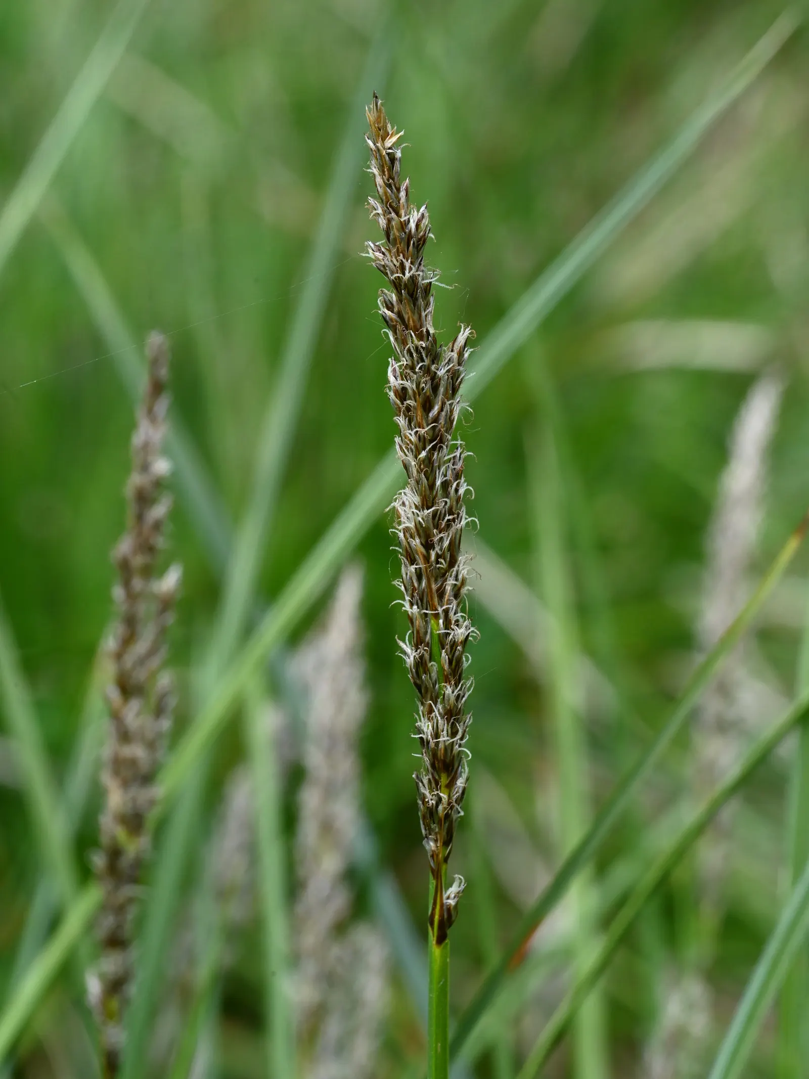 Tussock Sedge (Carex Stricta) — consider its need for consistent moisture; carex stricta forms distinctive tussocks, image 86