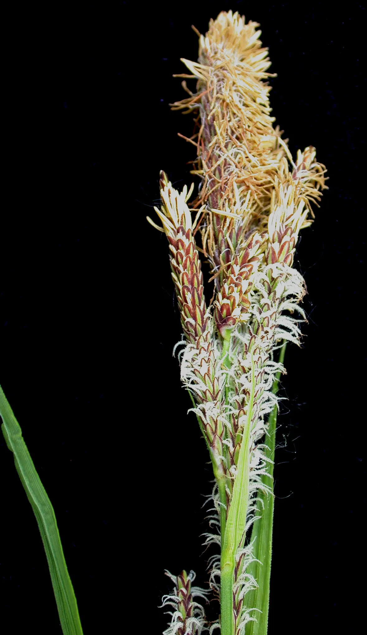 Tussock Sedge (Carex Stricta) — forming dense clumps up to 2-3 ft wide; which can reach heights of 1-2 feet with a comparable spread, image 64