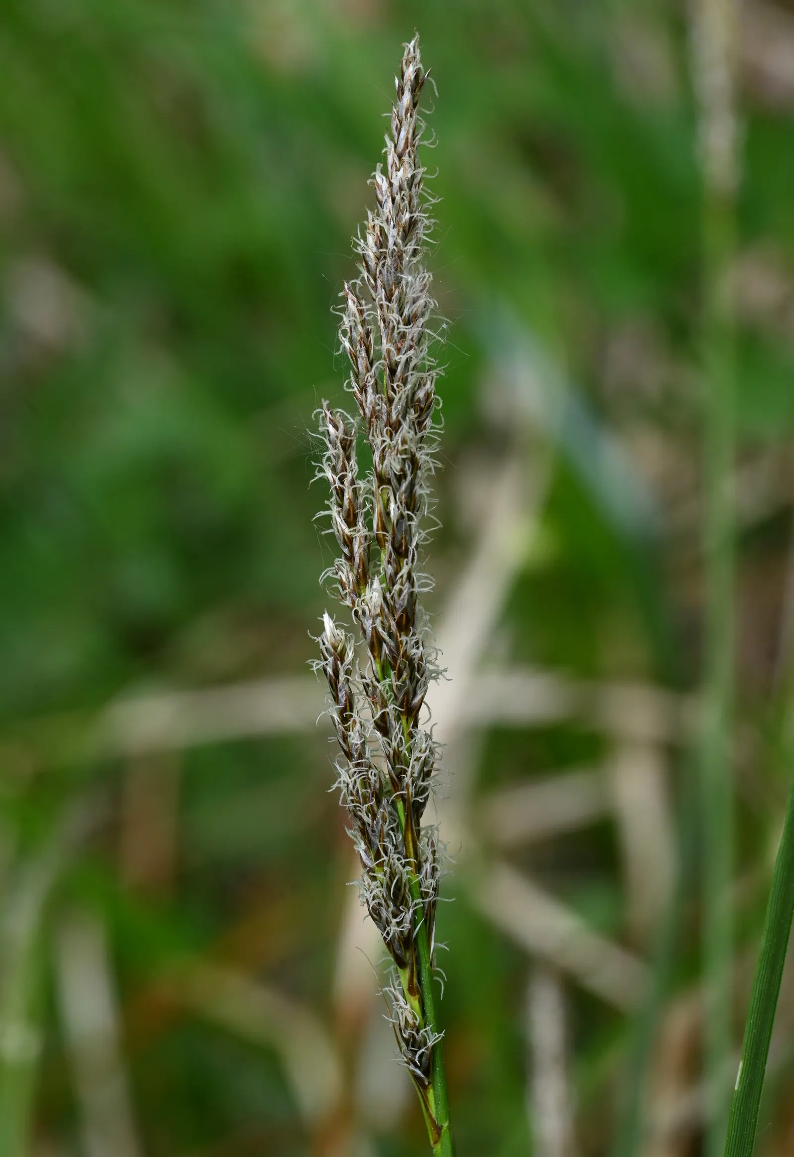 Tussock Sedge (Carex Stricta) — adding to its seasonal interest; inconspicuous greenish-brown flower spikes emerge, image 83