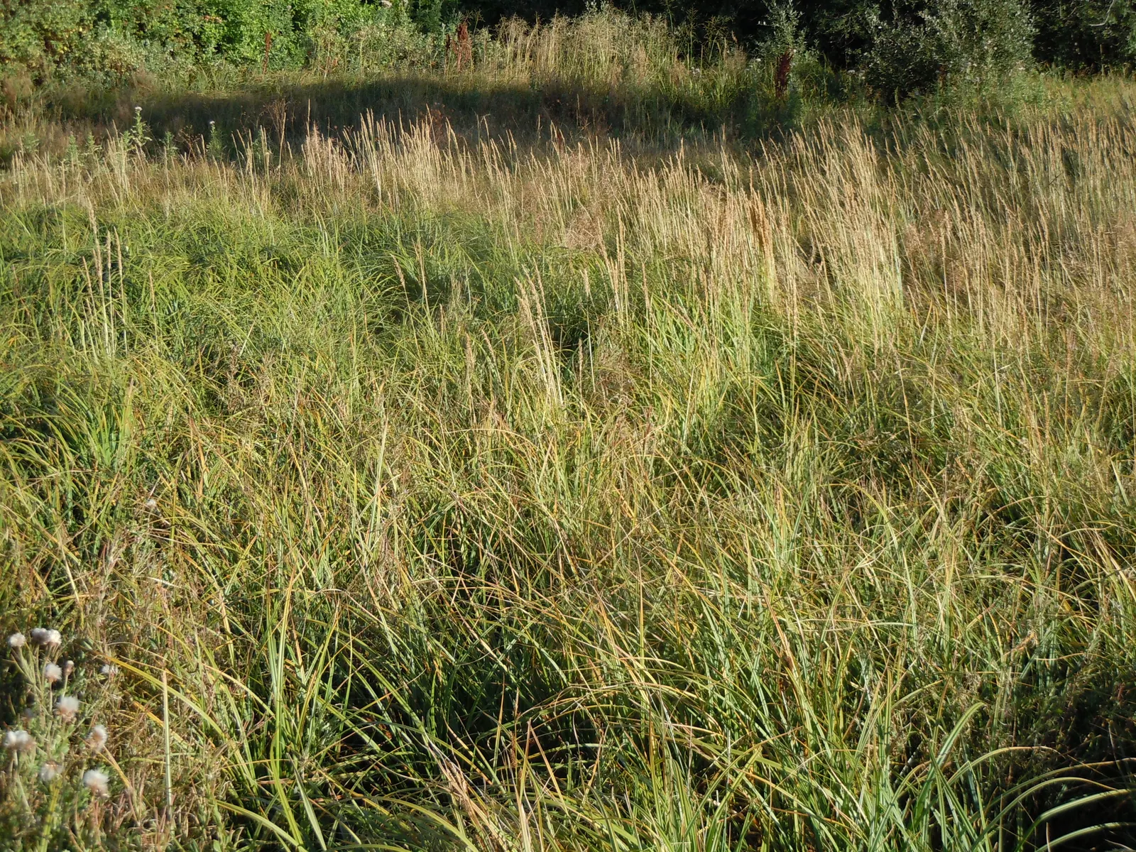 Tussock Sedge (Carex Stricta) — This hardy perennial prefers full sun to part shade and is ideal for rain gardens and water edges; commonly known, image 98