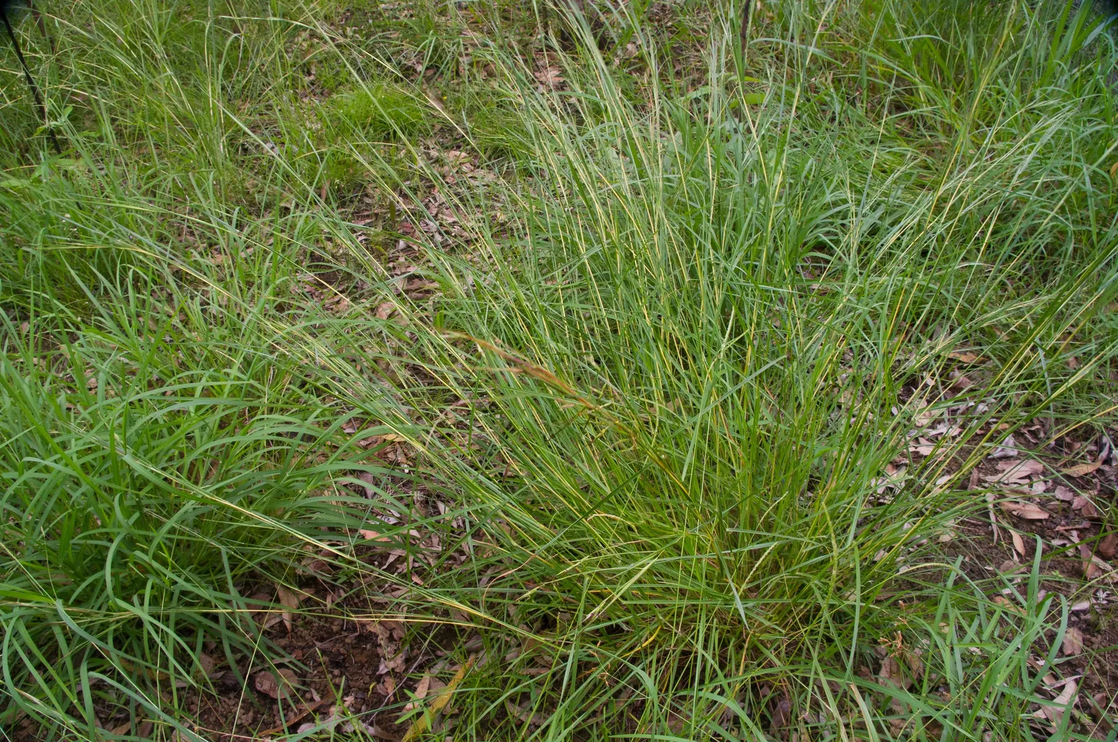 Tussock Sedge (Carex Stricta) — making it a prime candidate for rain gardens