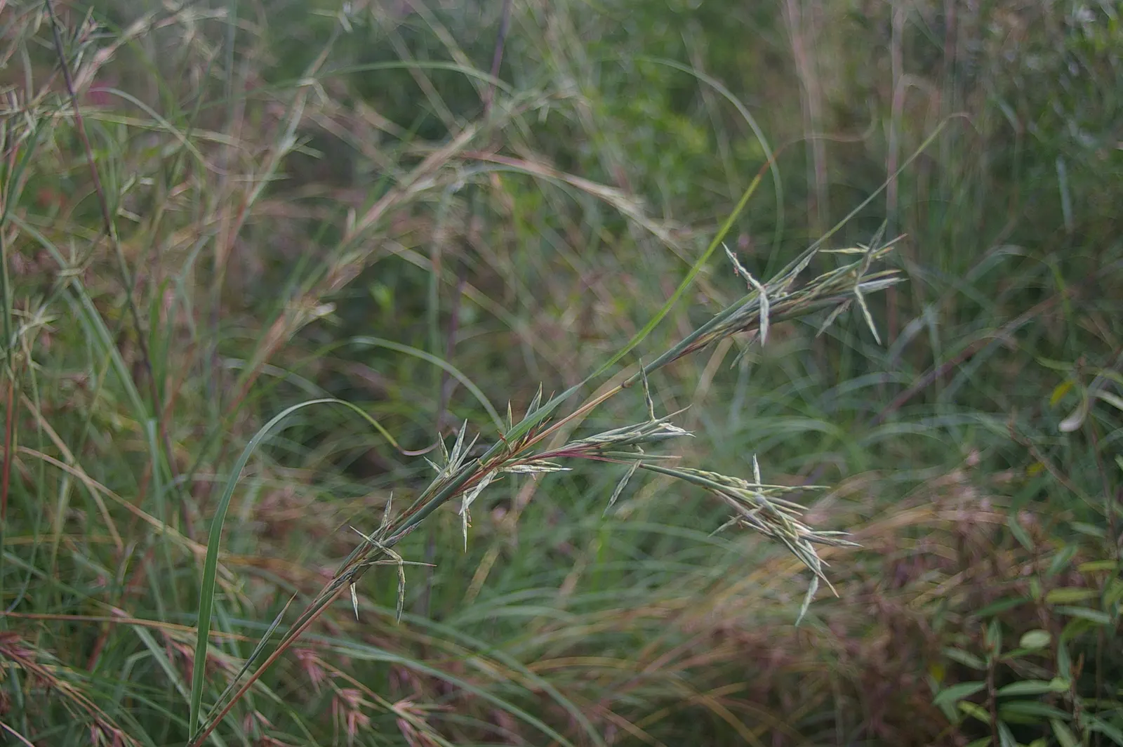 Tussock Sedge (Carex Stricta) — Ideally suited to USDA zones 4 through 9, image 78