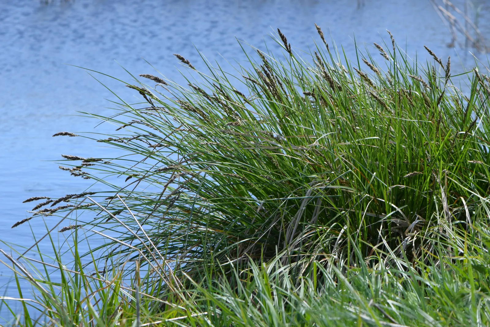 Tussock Sedge (Carex Stricta) — The inconspicuous greenish-brown flower spikes appear in late spring; plant spacing of 1.5 to 2.5 feet on center is recommended