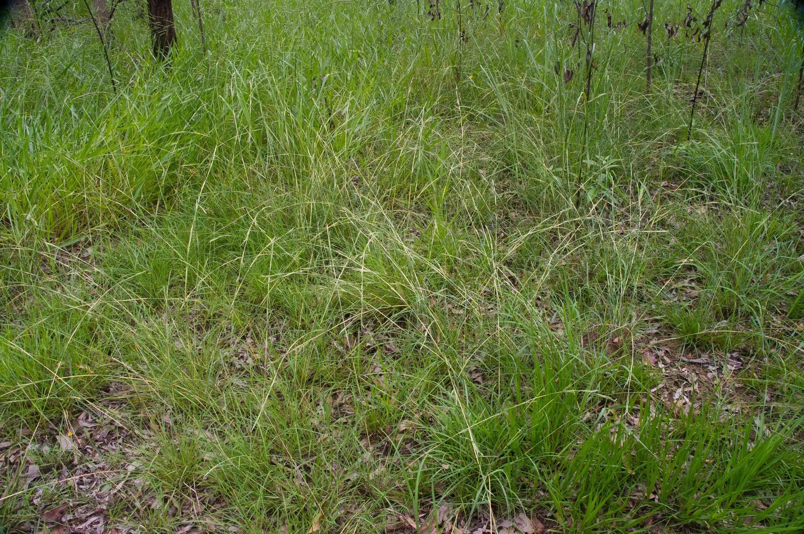 Tussock Sedge (Carex Stricta) — It stands about 1-3 ft tall with narrow, grass-like leaves; making it a prime candidate for rain gardens