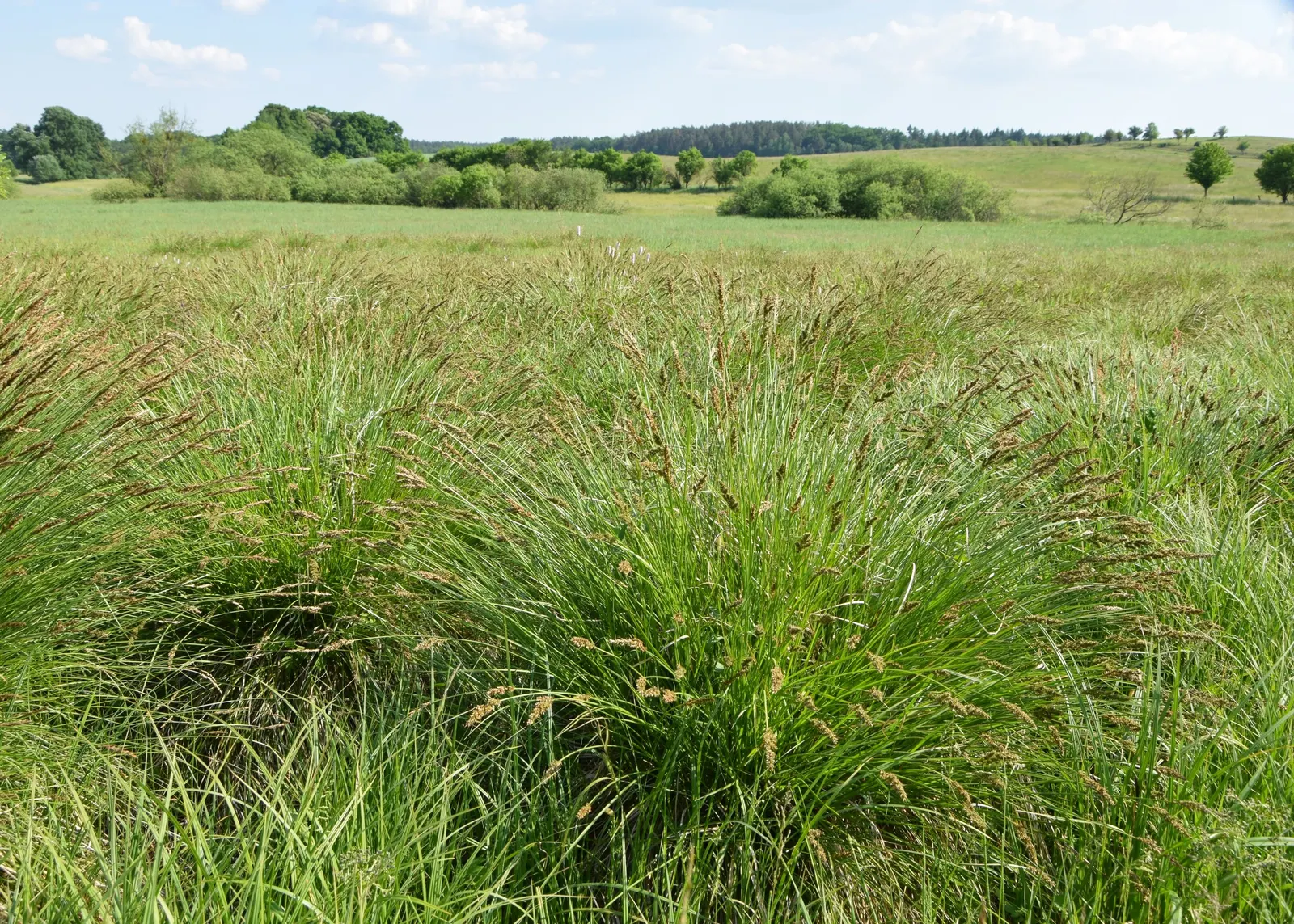 Tussock Sedge (Carex Stricta) — red flowers in the garden