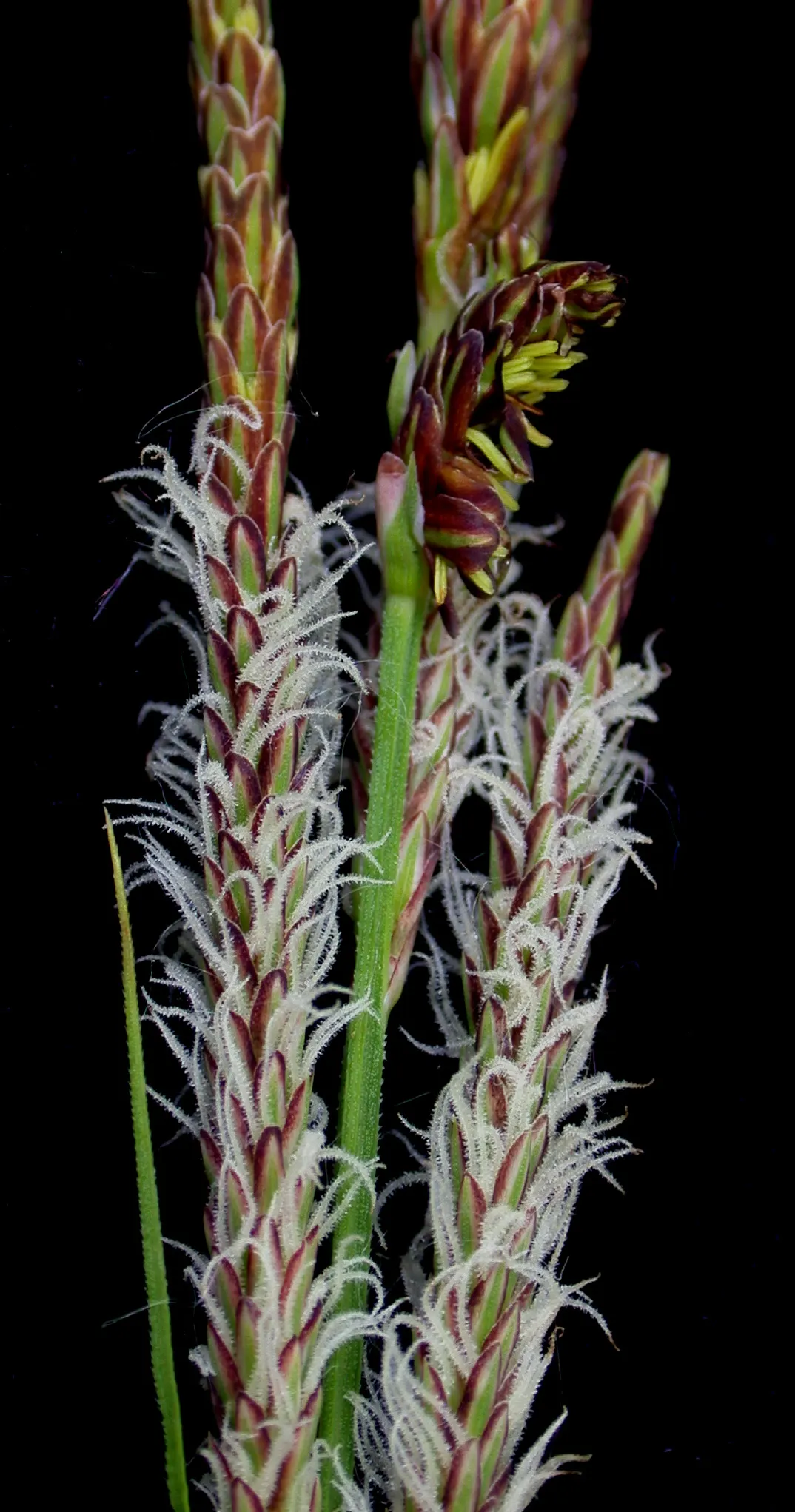 Tussock Sedge (Carex Stricta) — Plant spacing of 1.5 to 2.5 feet on center is recommended to allow the tussocks to mature and create a dense, image 87