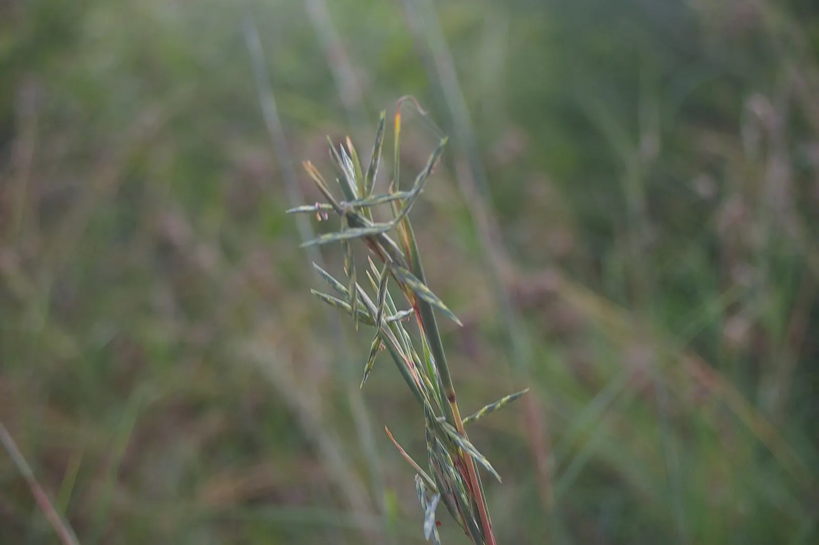 Tussock Sedge (Carex Stricta) — grass with red blooms; adding to its seasonal interest, image 92