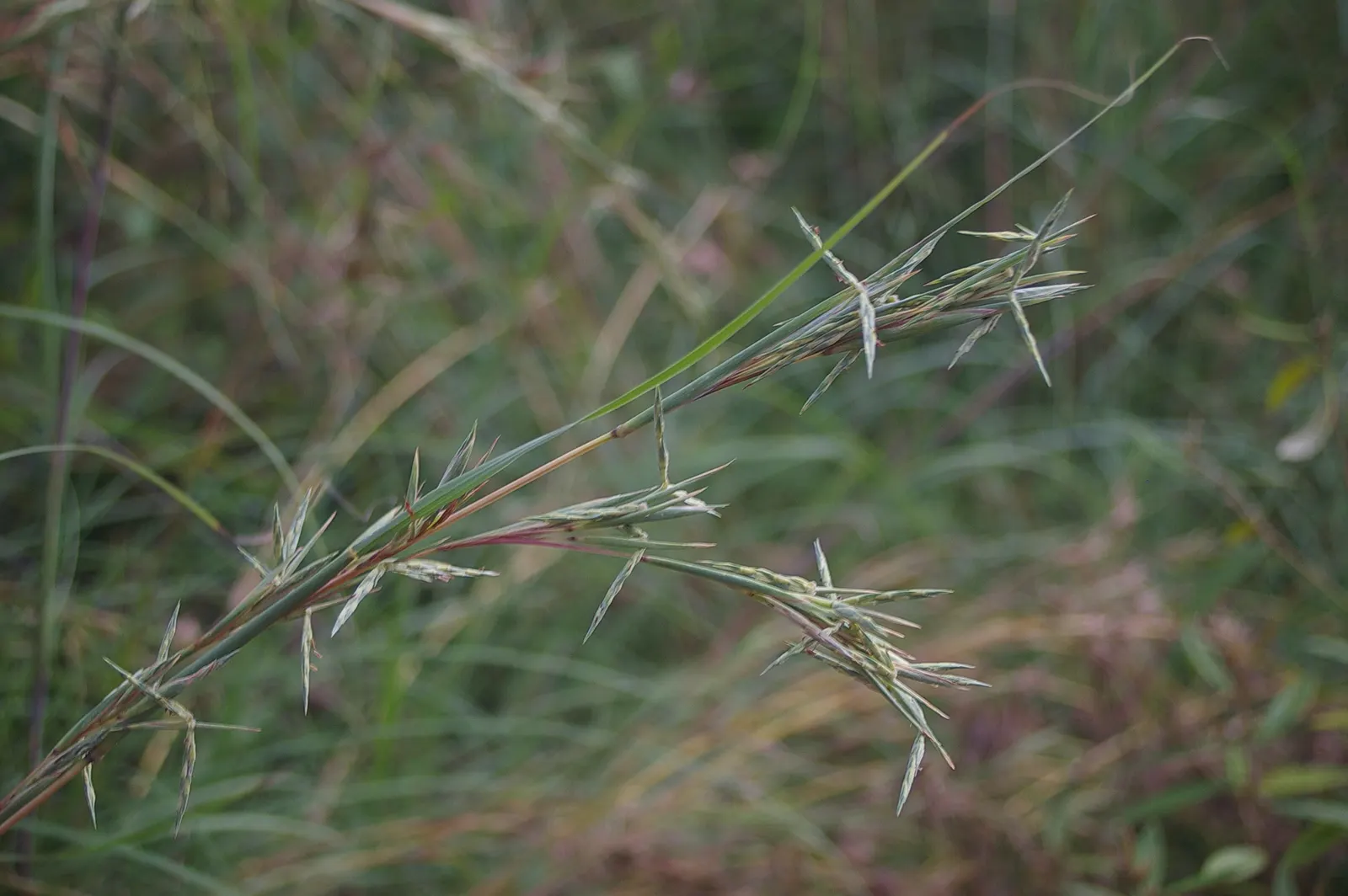 Tussock Sedge (Carex Stricta) — These tussocks offer elevated platforms for a variety of wildlife; or naturalized areas near ponds and, image 105