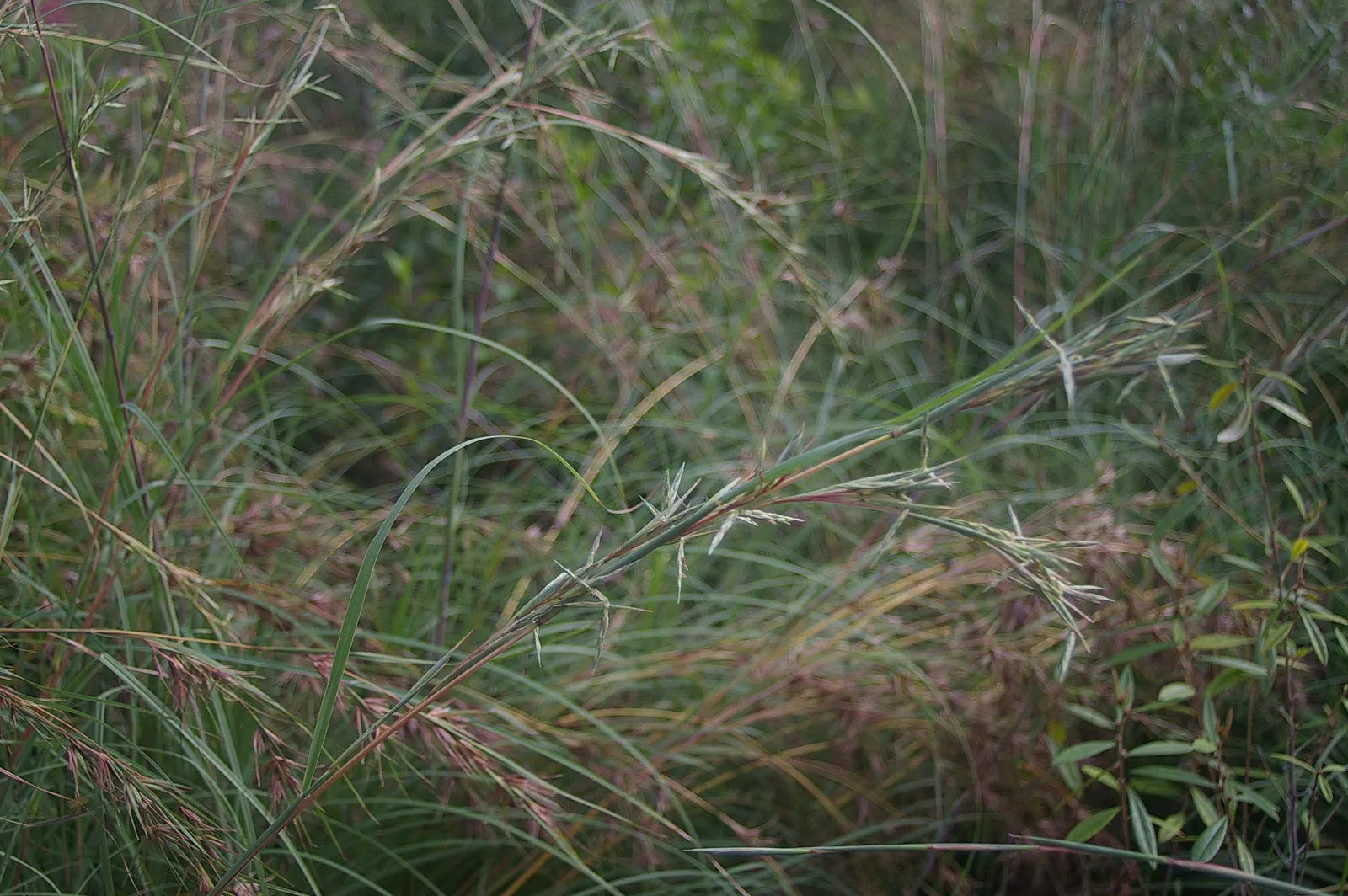 Tussock Sedge (Carex Stricta) — grass for full or half or shade; verdant aesthetic to any water-centric landscaping project, image 93