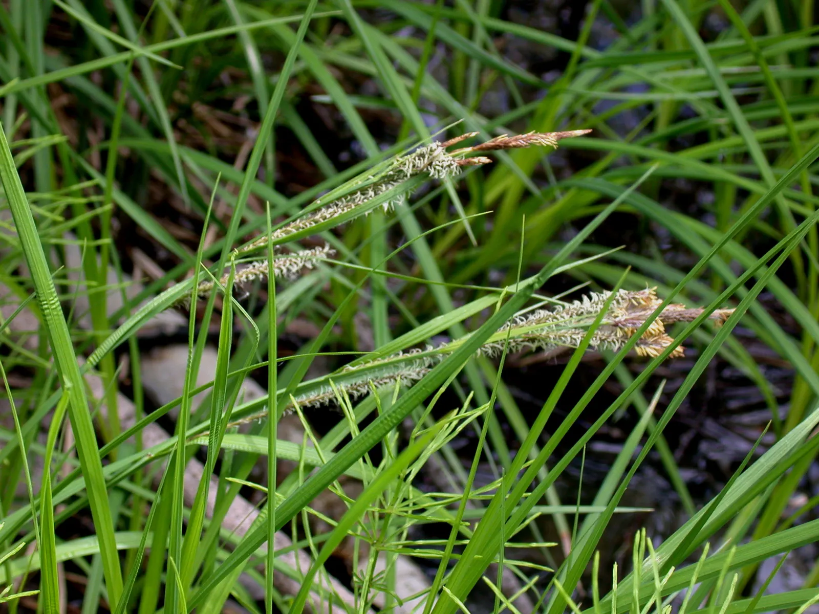 Tussock Sedge (Carex Stricta) — Ideally suited to USDA zones 4 through 9