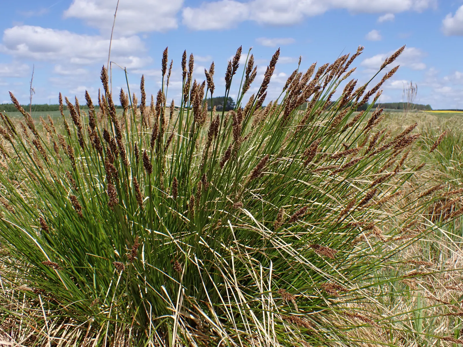 Tussock Sedge (Carex Stricta) — This hardy perennial prefers full sun to part shade and is ideal for rain gardens and water edges