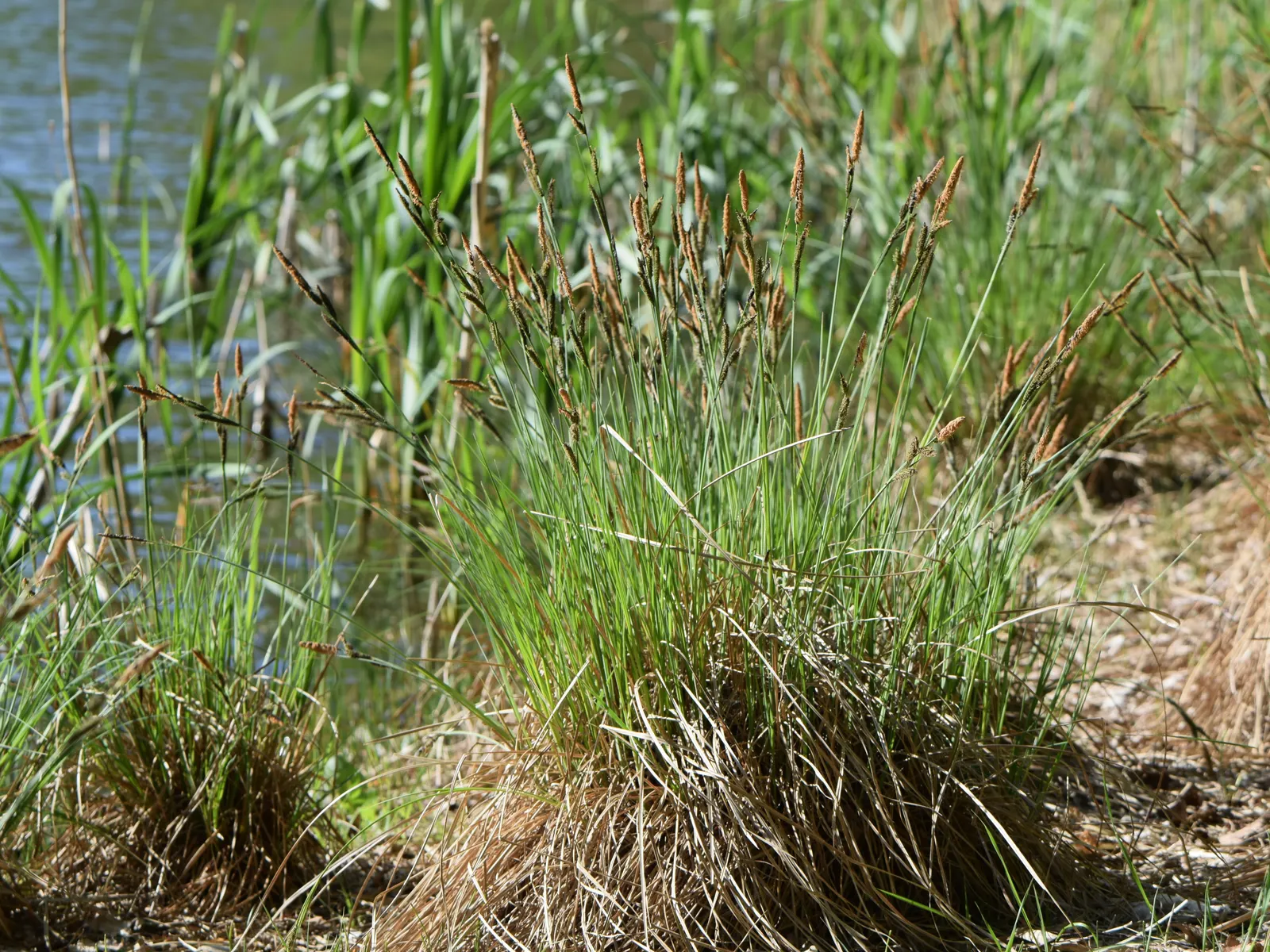 Tussock Sedge (Carex Stricta) — the foliage adorns the landscape with a fine texture; forming dense clumps up to 2-3 ft wide, image 107