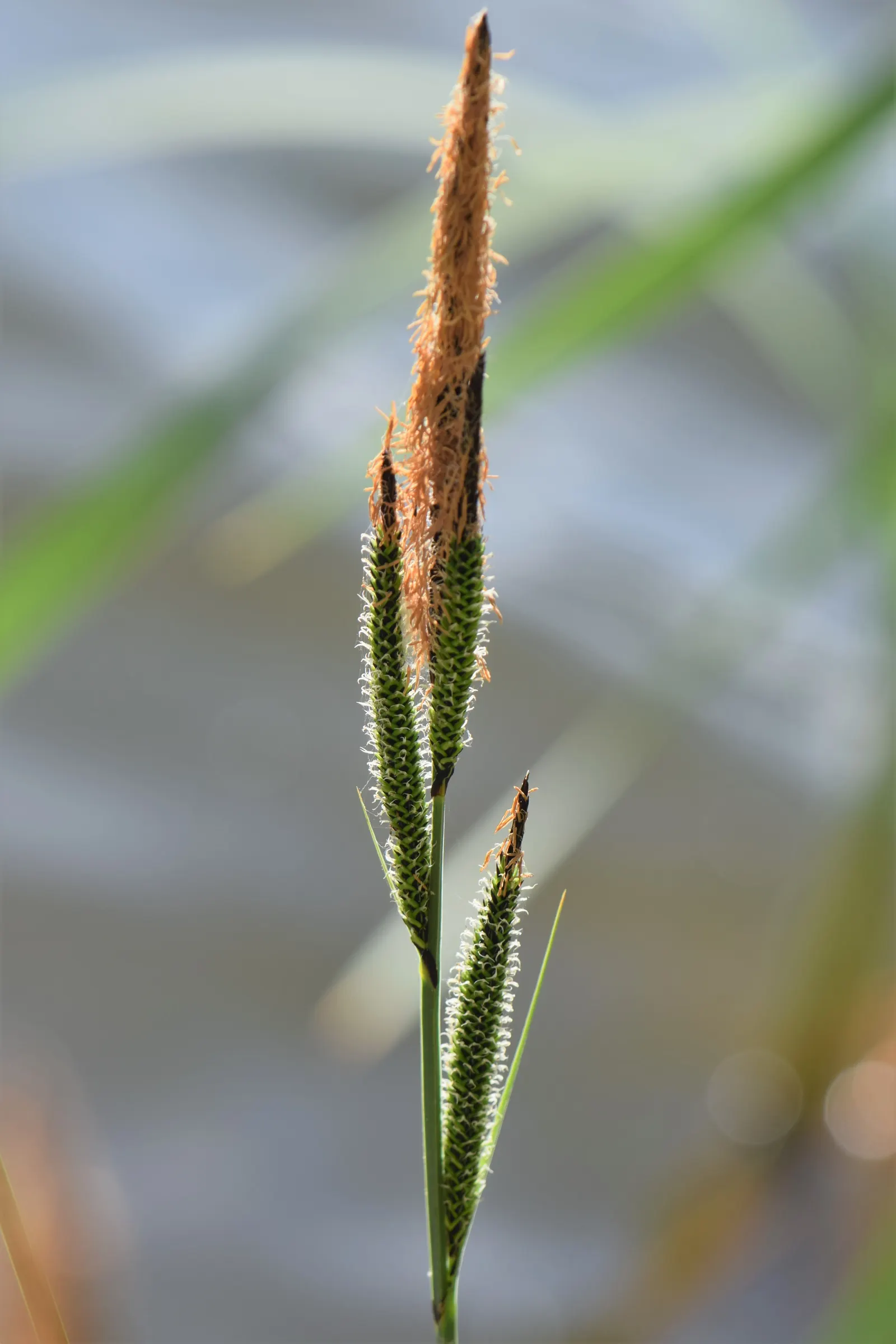 Tussock Sedge (Carex Stricta) — inconspicuous greenish-brown flower spikes emerge