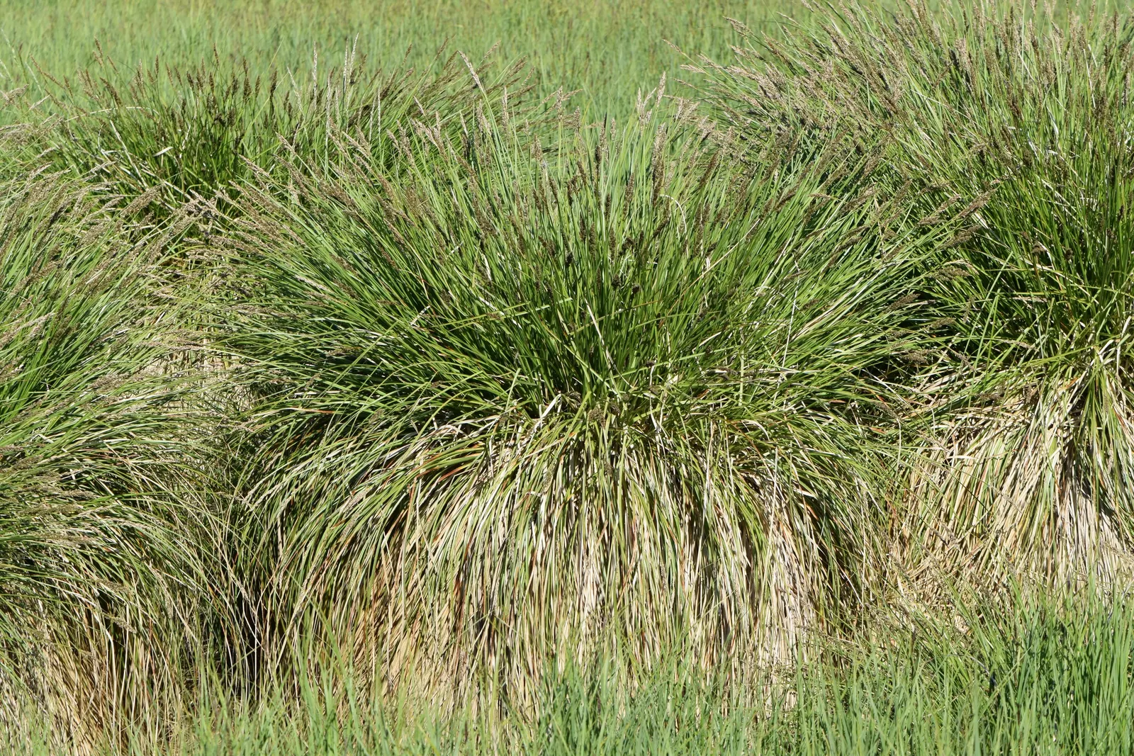 Tussock Sedge (Carex Stricta) — commonly known as Tussock Sedge; the inconspicuous greenish-brown flower spikes appear in late spring, image 63