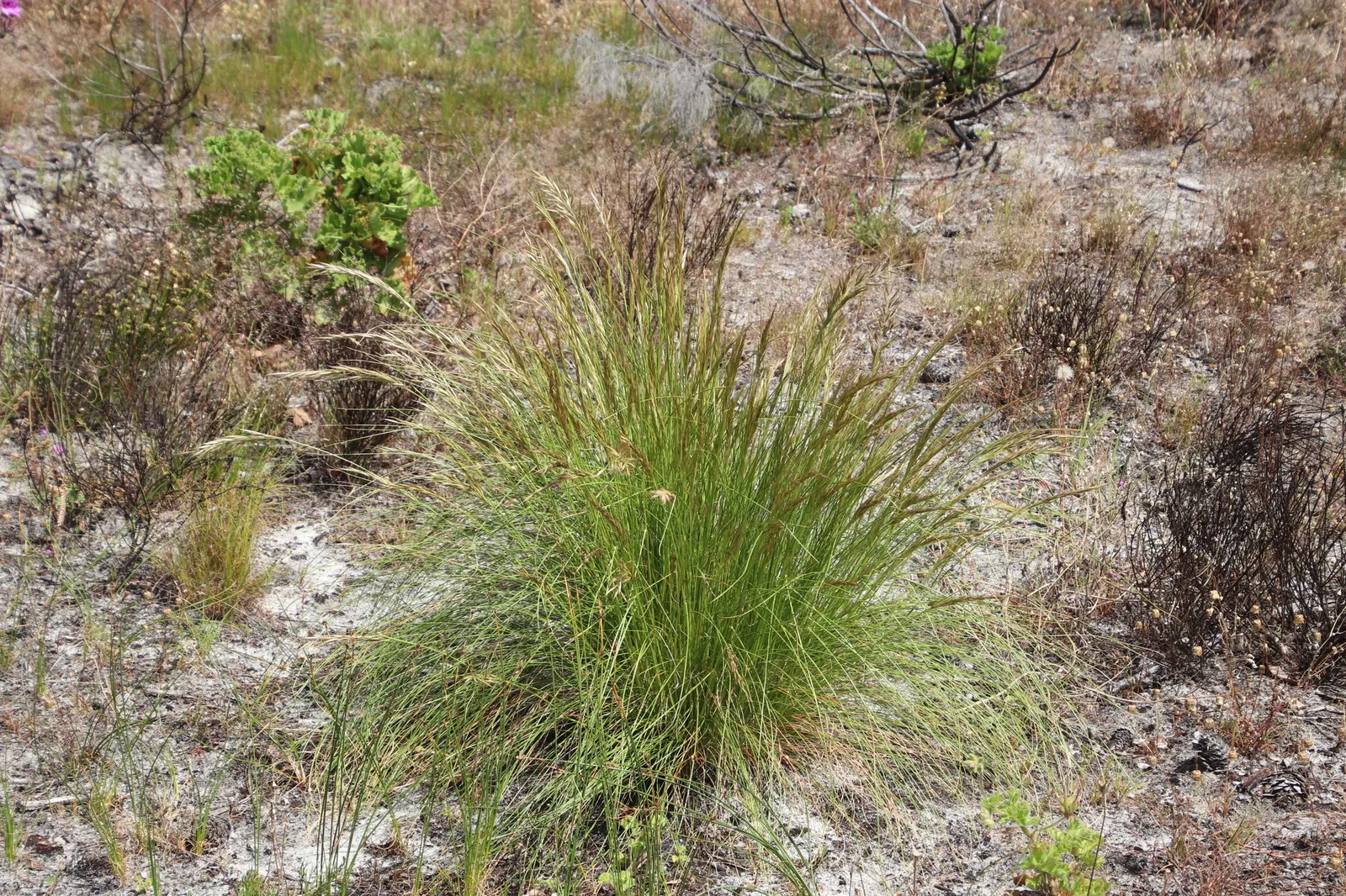 Tussock Sedge (Carex Stricta) — inconspicuous greenish-brown flower spikes emerge; aiding in the establishment of a biodiverse ecosystem.<br><br>Notable for