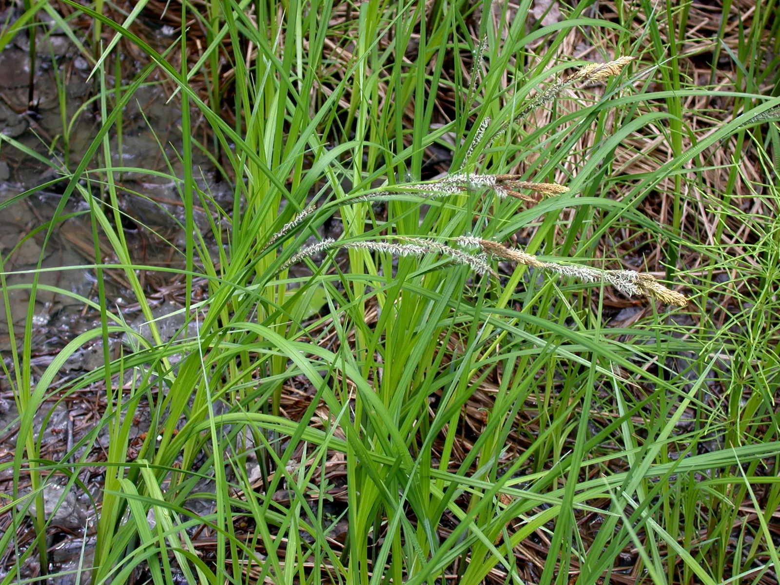 Tussock Sedge (Carex Stricta) — visually appealing ground cover