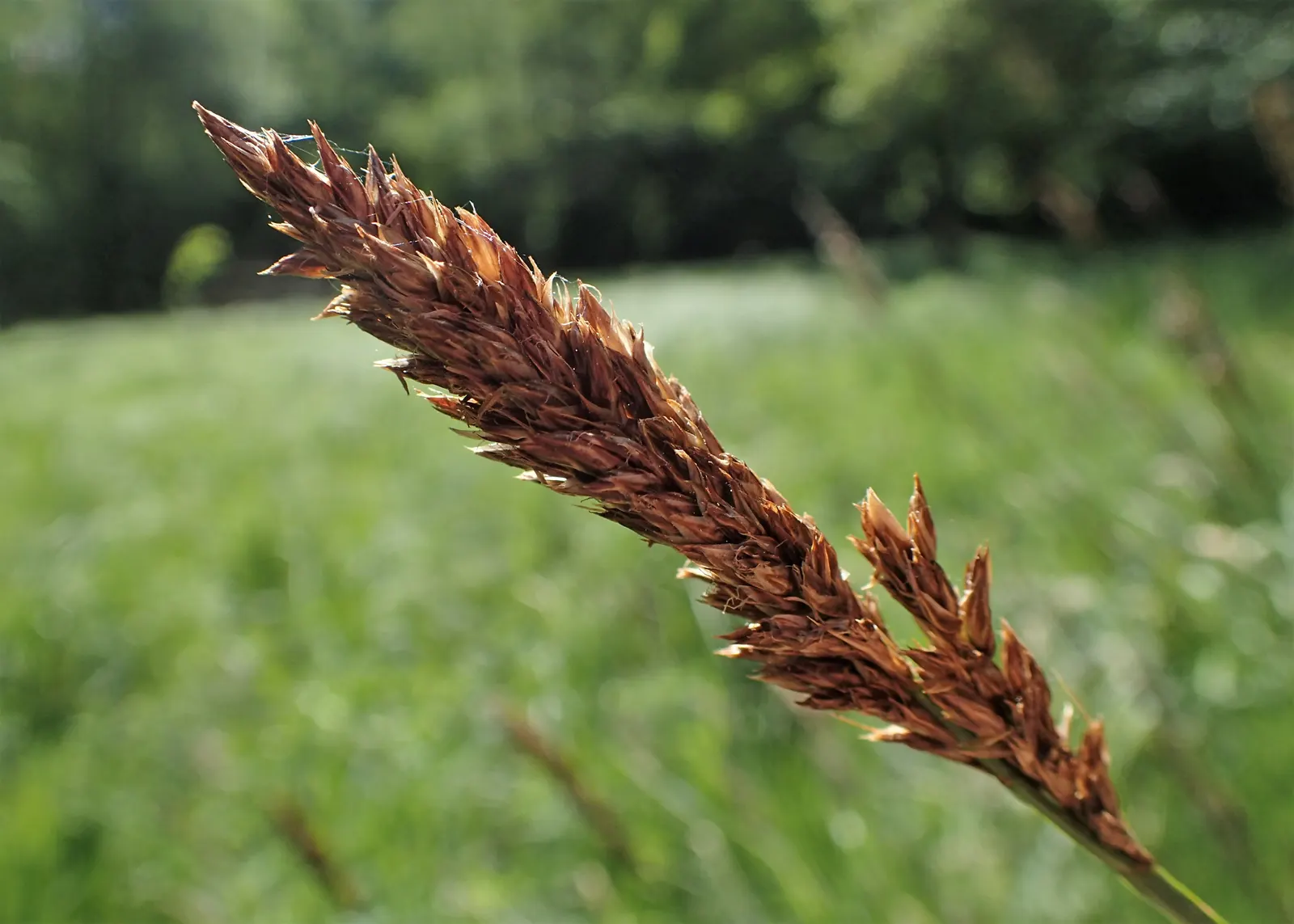 Tussock Sedge (Carex Stricta) — Characterized by its dense