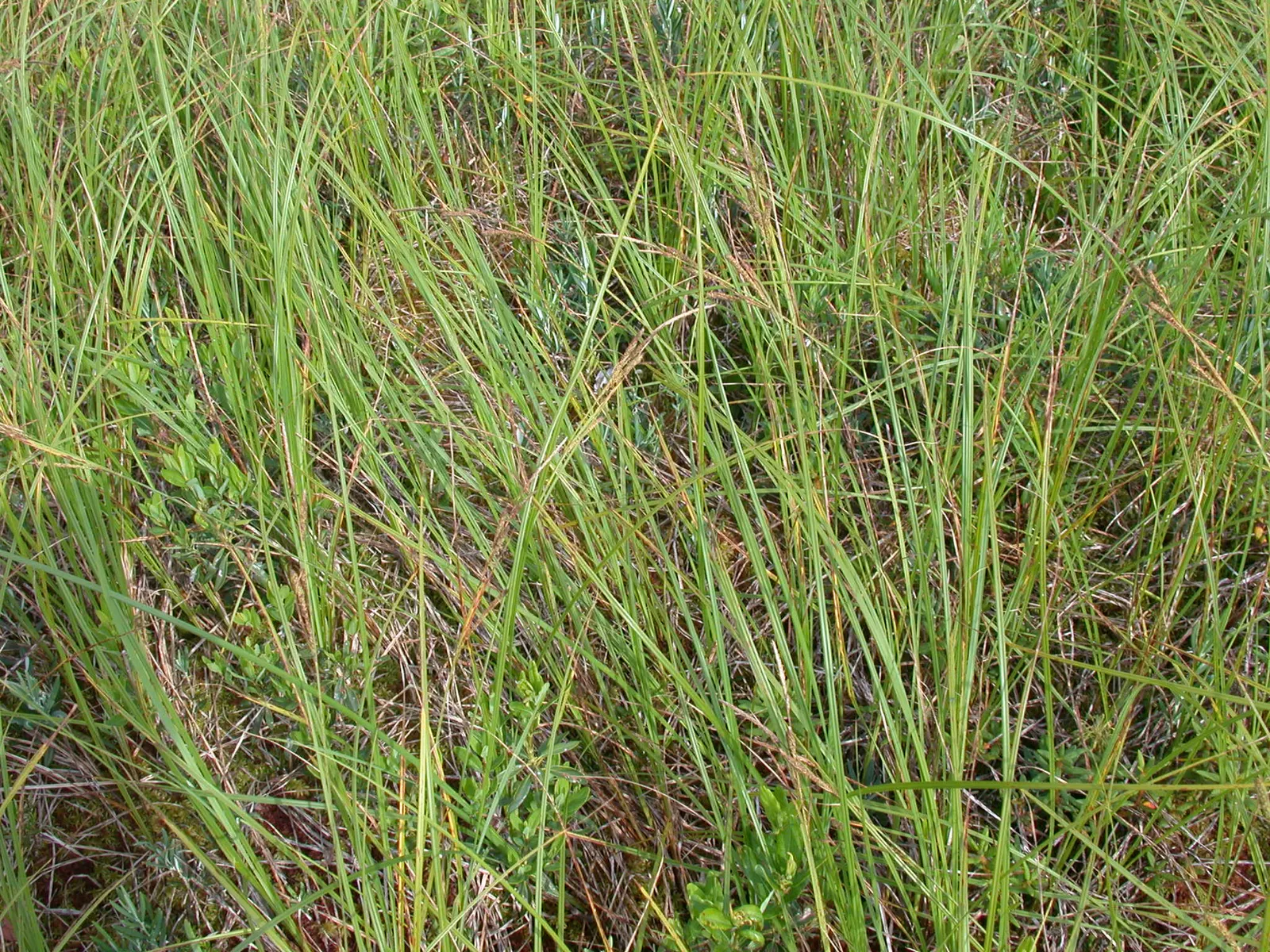 Tussock Sedge (Carex Stricta) — Plant spacing of 1.5 to 2.5 feet on center is recommended to allow the tussocks to mature and create a dense; tussock Sedge is