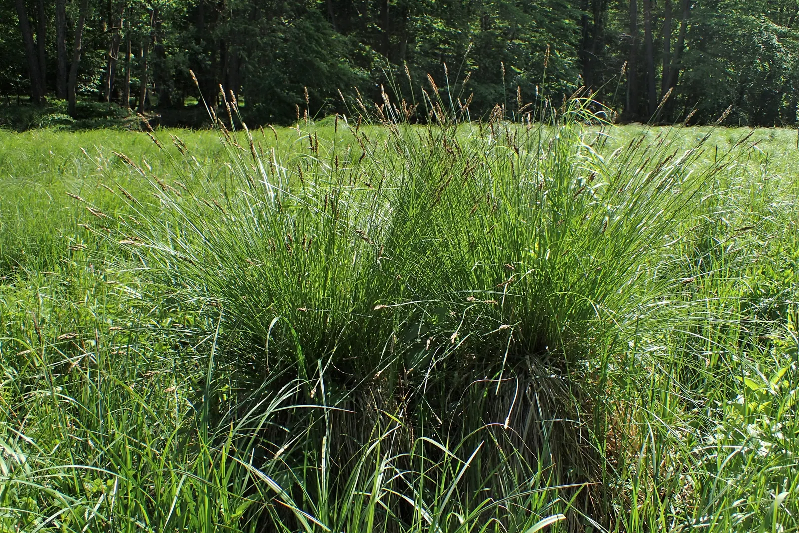 Tussock Sedge (Carex Stricta) — The plant flourishes in full to partial sun, making it a flexible choice for varying garden exposures