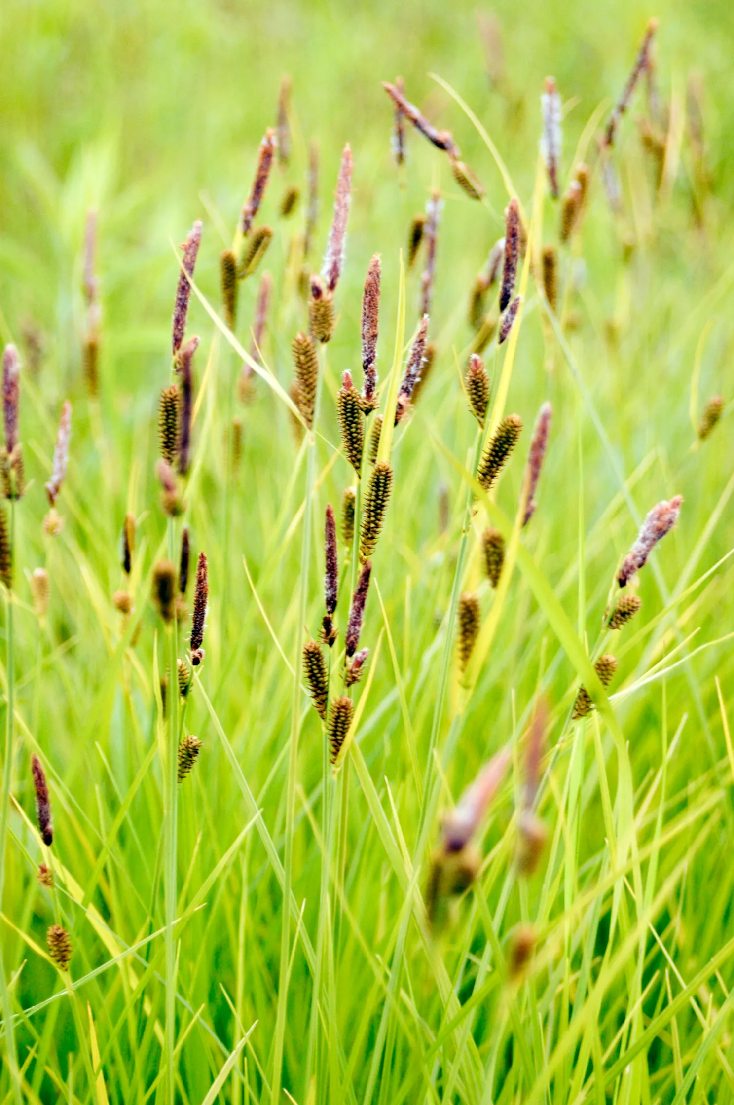 Tussock Sedge (Carex Stricta) — Carex stricta forms distinctive tussocks; this hardy perennial prefers full sun to part shade and is ideal for rain gardens and