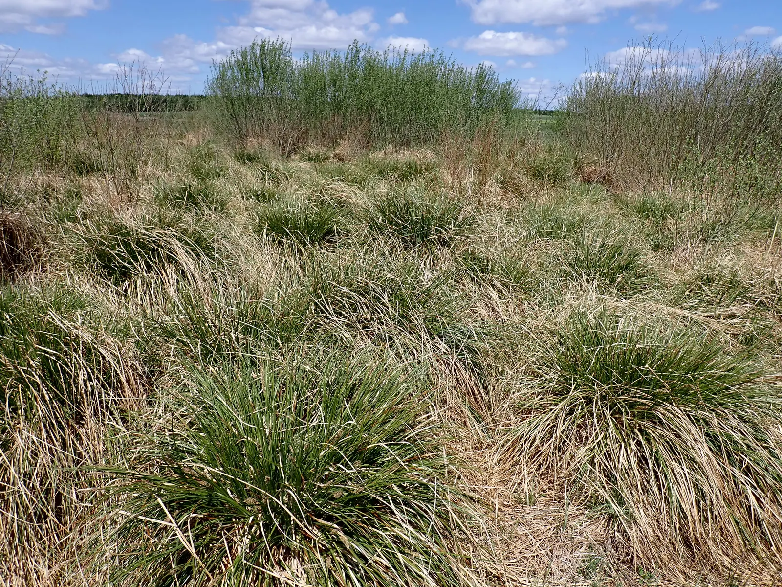 Tussock Sedge (Carex Stricta) — It stands about 1-3 ft tall with narrow, grass-like leaves