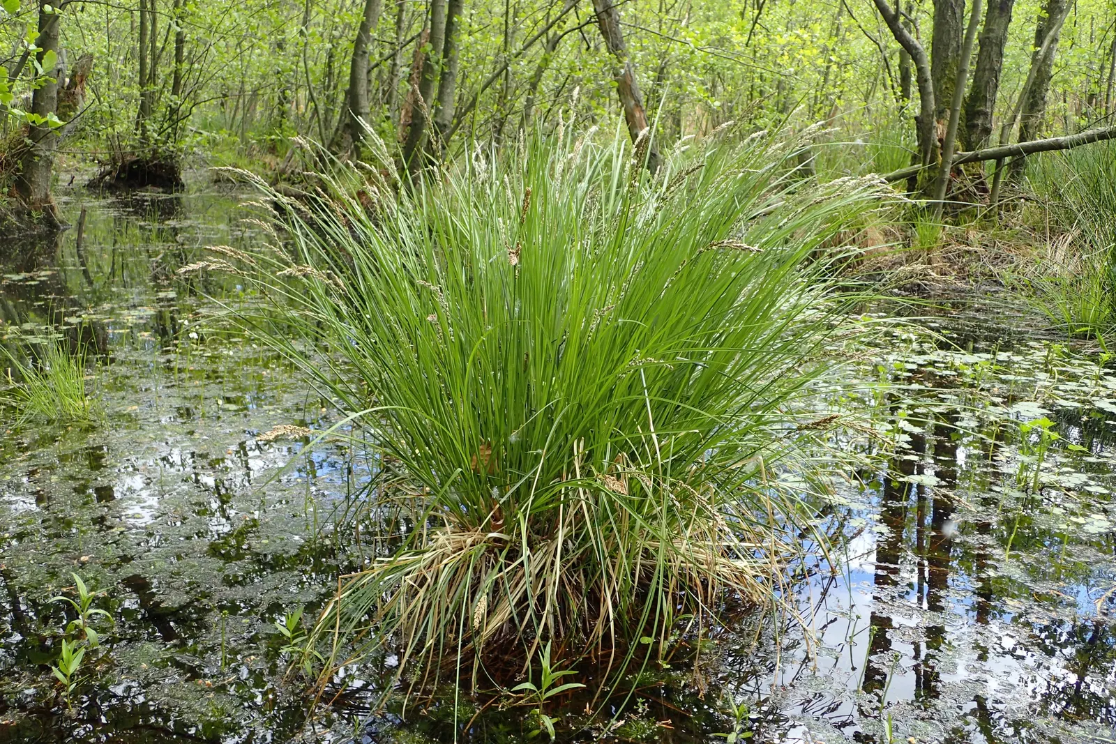 Tussock Sedge (Carex Stricta) — presents a unique textural element to wetland-inspired landscape designs; this sedge is typically free from serious, image 101