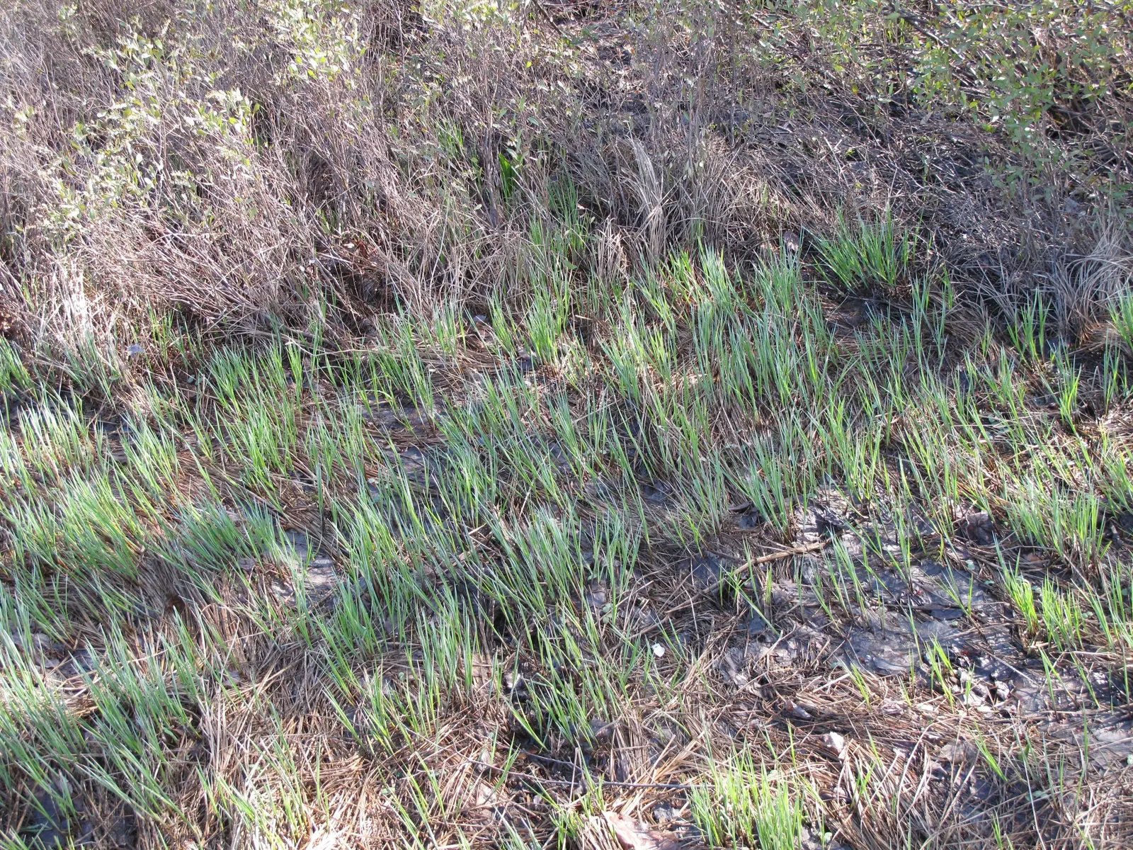 Tussock Sedge (Carex Stricta) — making it a prime candidate for rain gardens; grass with red blooms, image 80