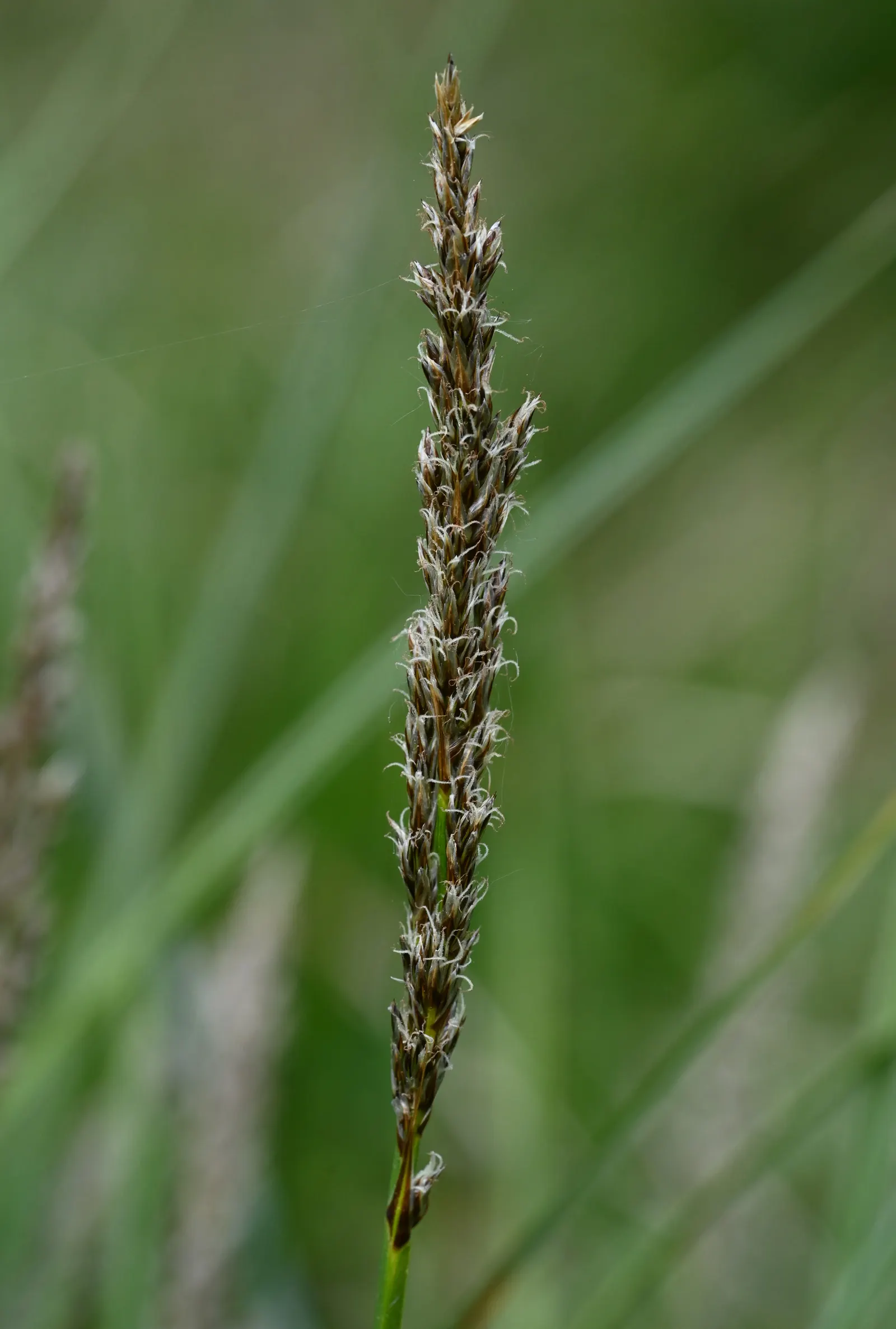 Tussock Sedge (Carex Stricta) — presents a unique textural element to wetland-inspired landscape designs; this sedge is typically free from serious, image 70