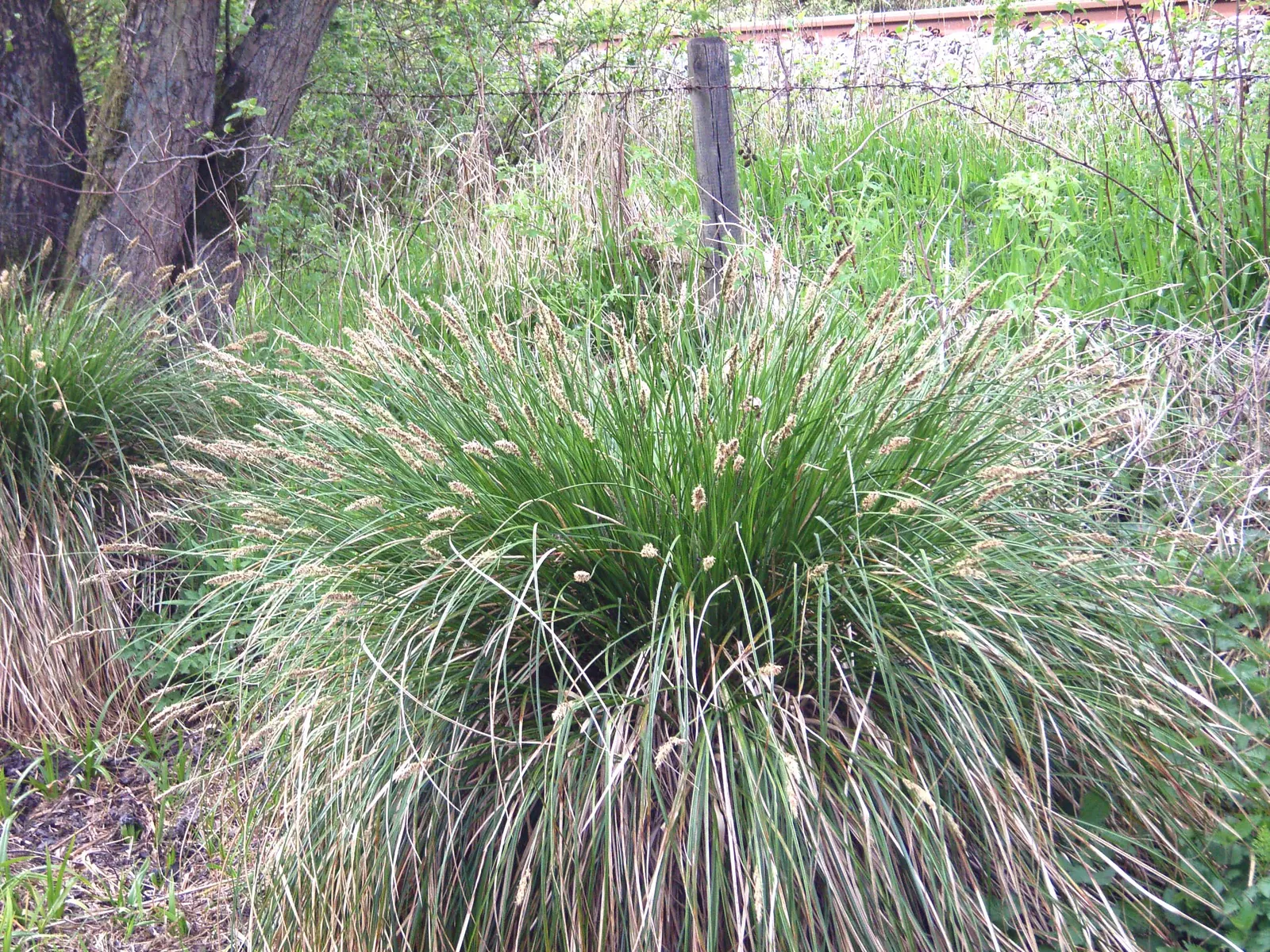 Tussock Sedge (Carex Stricta) — commonly known as Tussock Sedge; the inconspicuous greenish-brown flower spikes appear in late spring, image 94