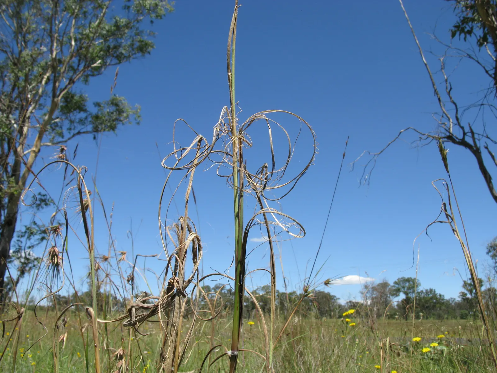 Tussock Sedge (Carex Stricta) — visually appealing ground cover; consider its need for consistent moisture, image 88