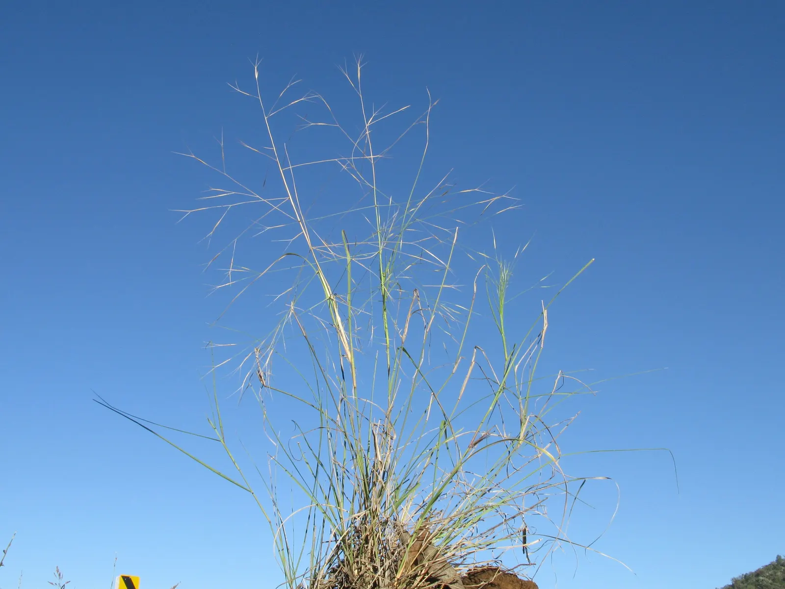 Tussock Sedge (Carex Stricta) — verdant aesthetic to any water-centric landscaping project; tussock Sedge (Carex stricta)