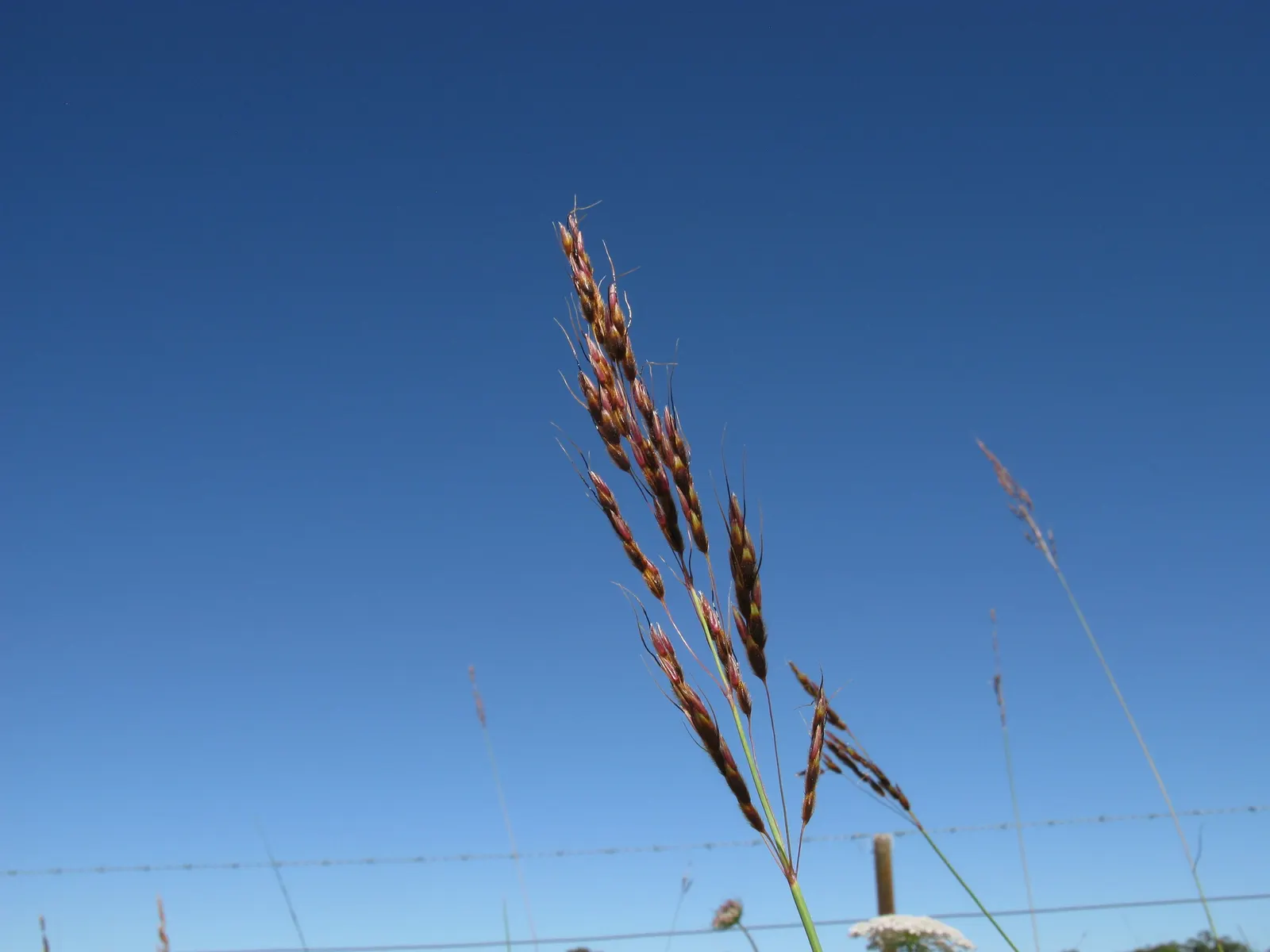 Tussock Sedge (Carex Stricta) — grass for full or half or shade; verdant aesthetic to any water-centric landscaping project