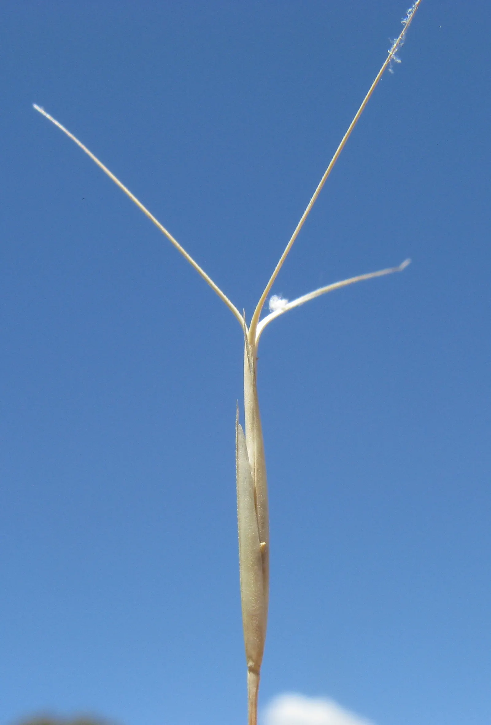 Tussock Sedge (Carex Stricta) — consider its need for consistent moisture