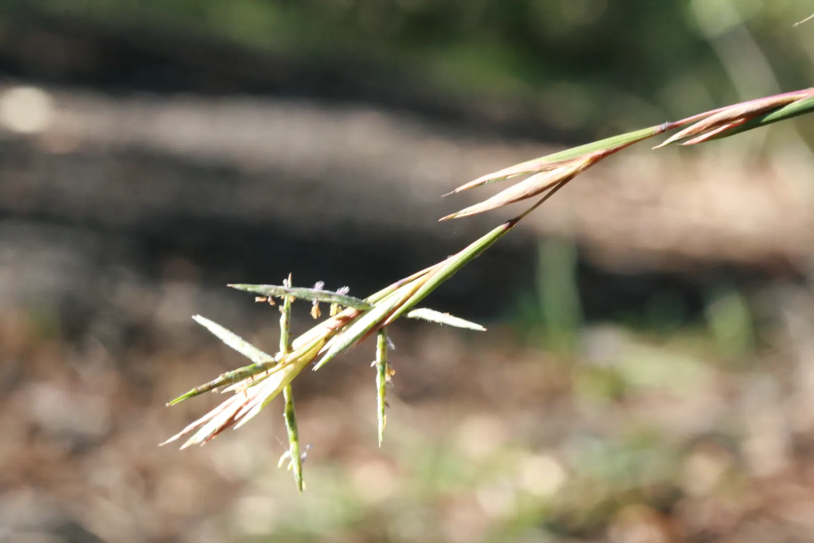 Tussock Sedge (Carex Stricta) — Carex stricta forms distinctive tussocks; this hardy perennial prefers full sun to part shade and is ideal for rain, image 103