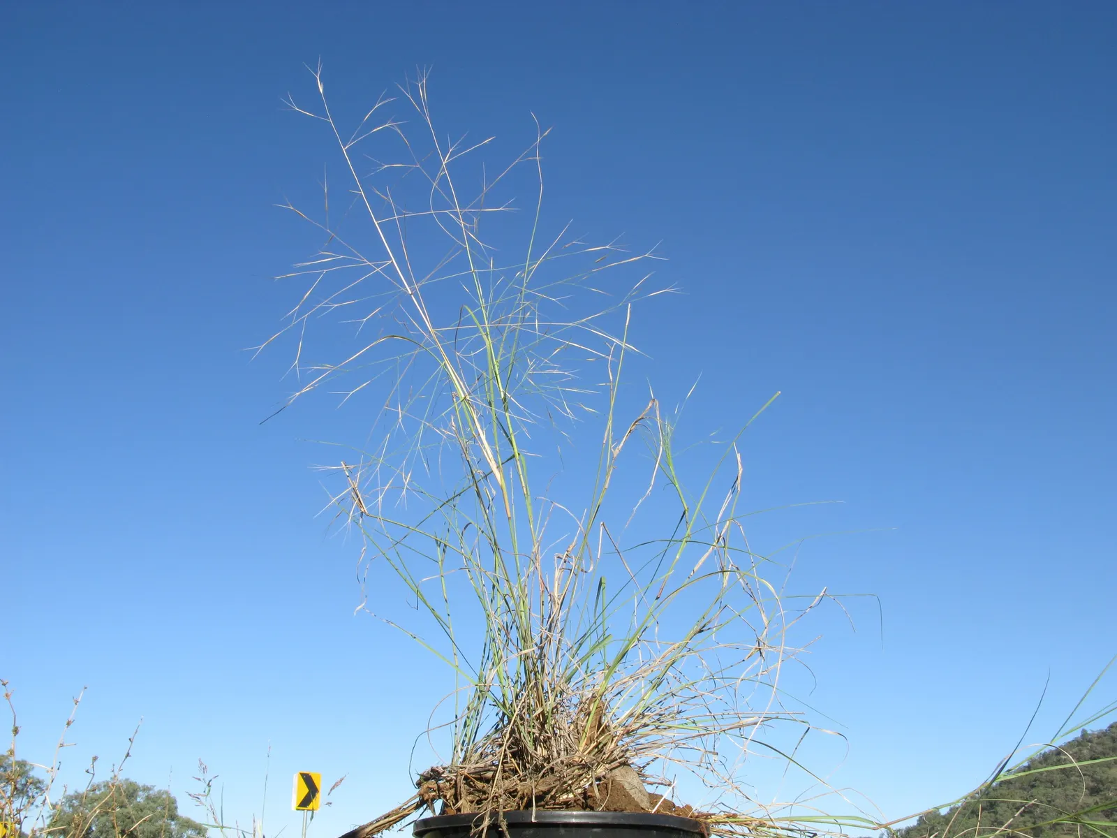 Tussock Sedge (Carex Stricta) — The inconspicuous greenish-brown flower spikes appear in late spring; plant spacing of 1.5 to 2.5 feet on center is, image 97