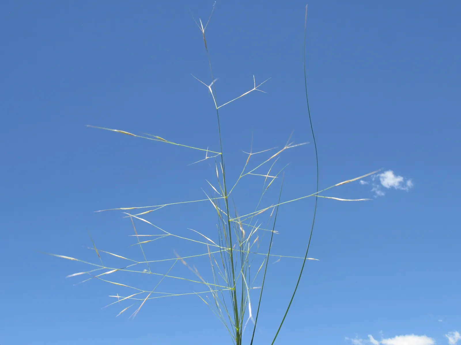 Tussock Sedge (Carex Stricta) — making it a prime candidate for rain gardens; grass with red blooms